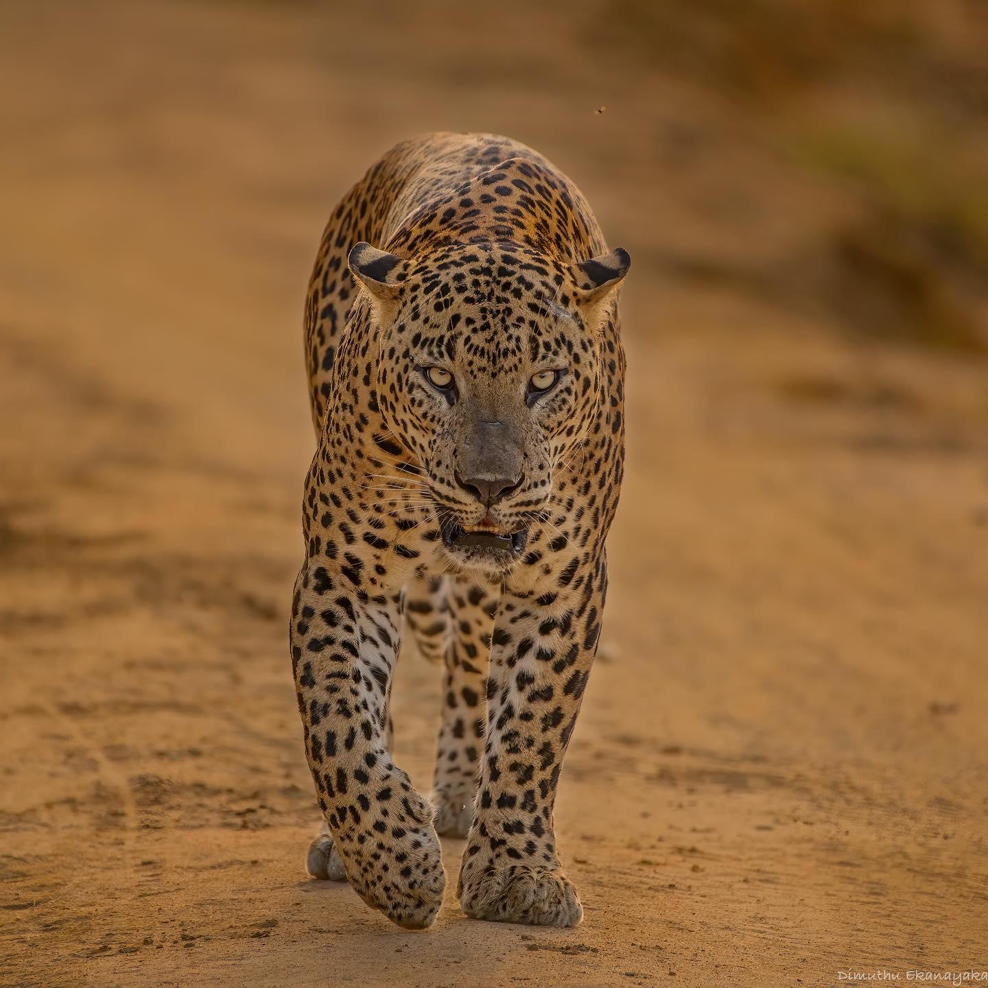 Wilpattu National park : Full day Safari (06:00am - 18:00pm) - 2026 (Verified Reviews)