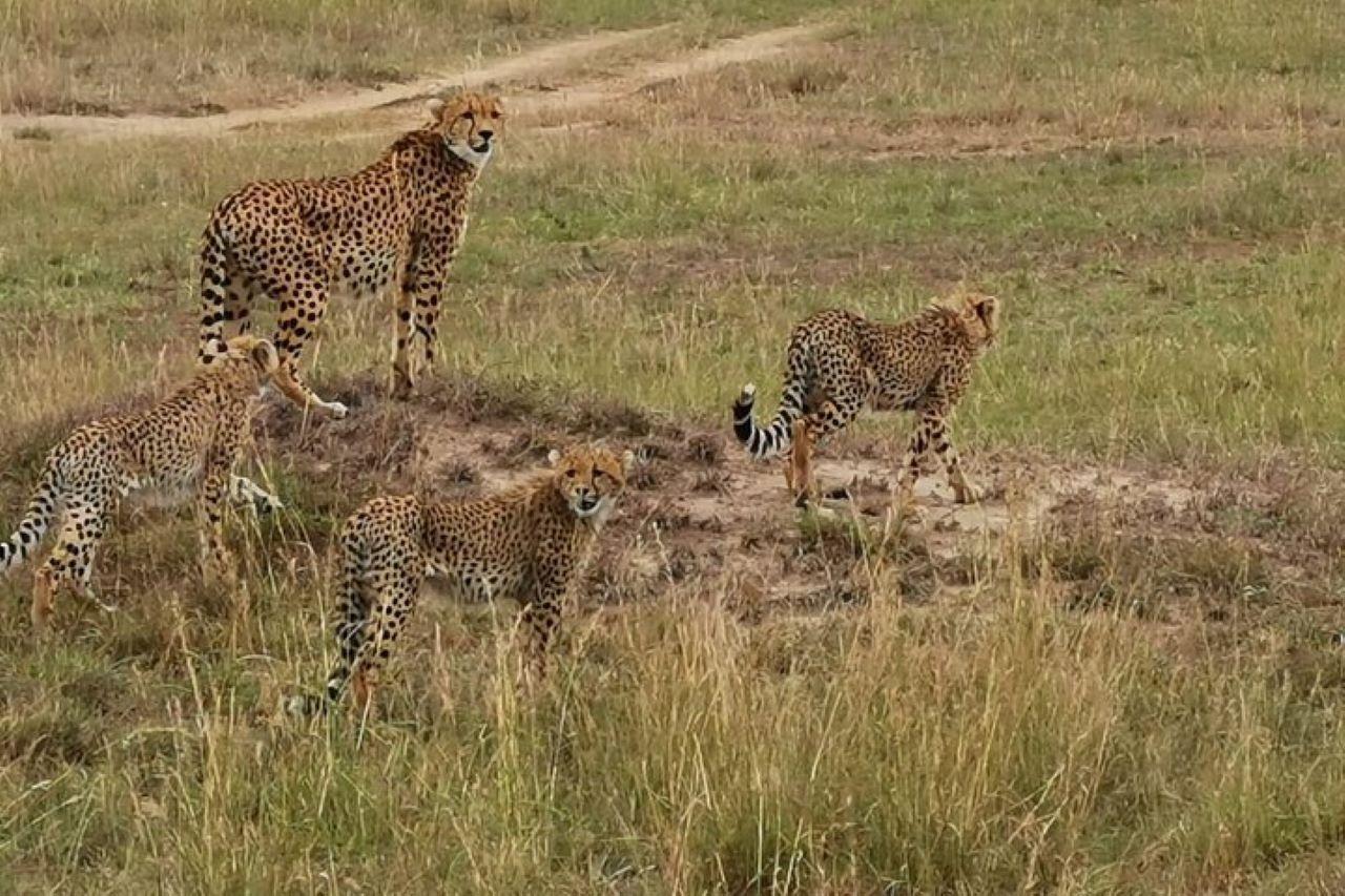 3-Day Maasai Mara Shared Jeep Safari from Nairobi