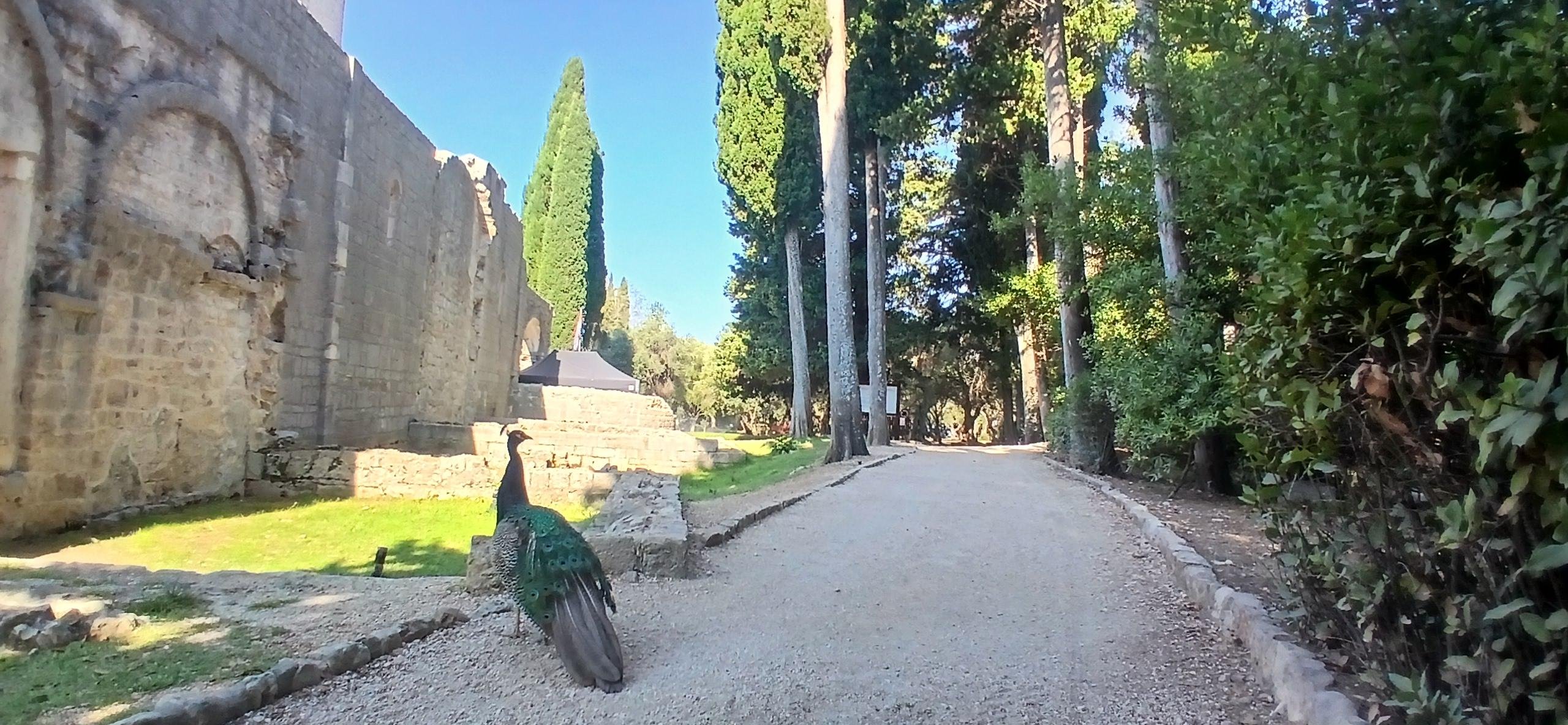 Lokrum Island Walk with Ferry & Fort Visit