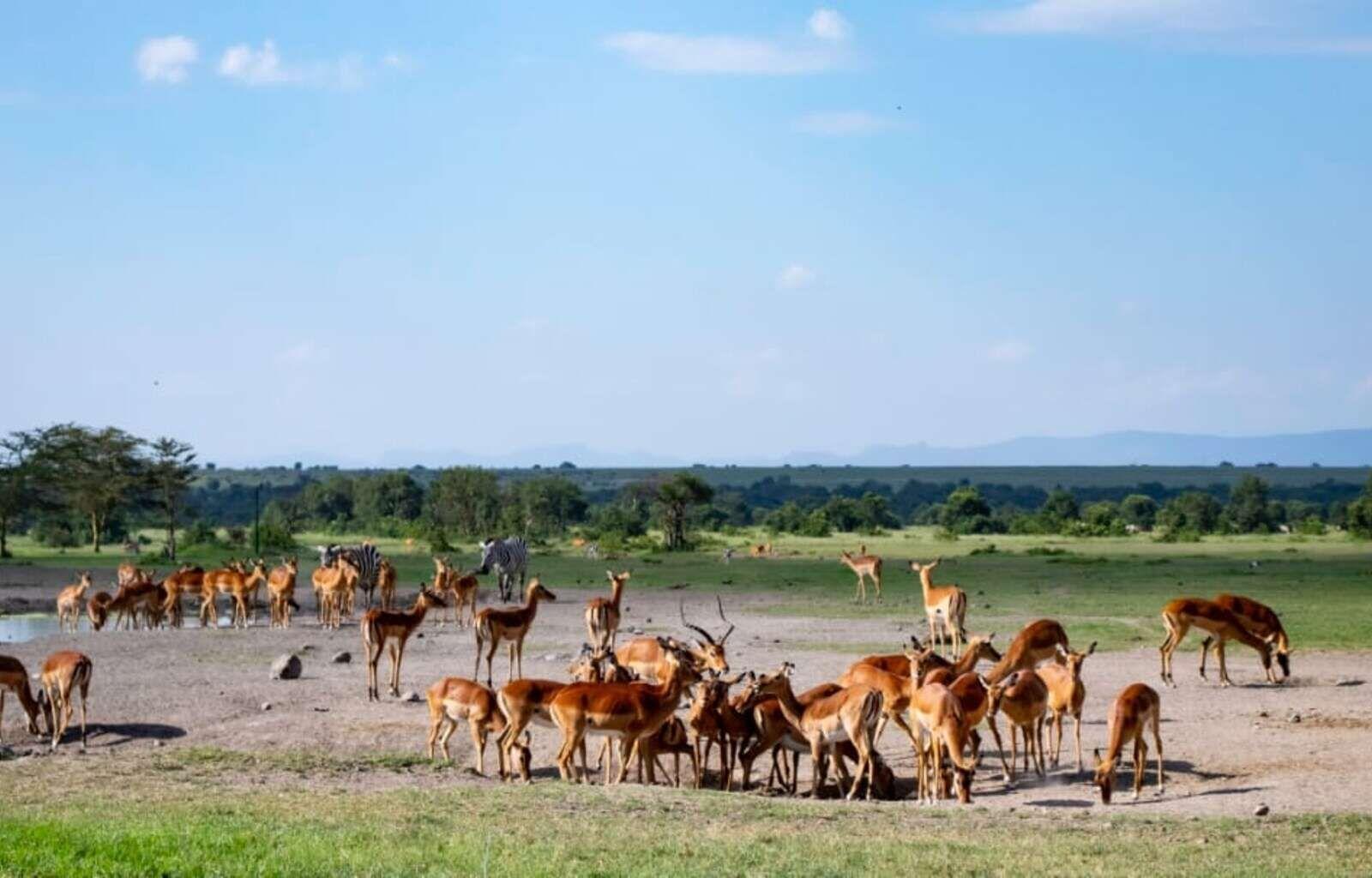 Nairobi National Park: Early Morning Guided Safari