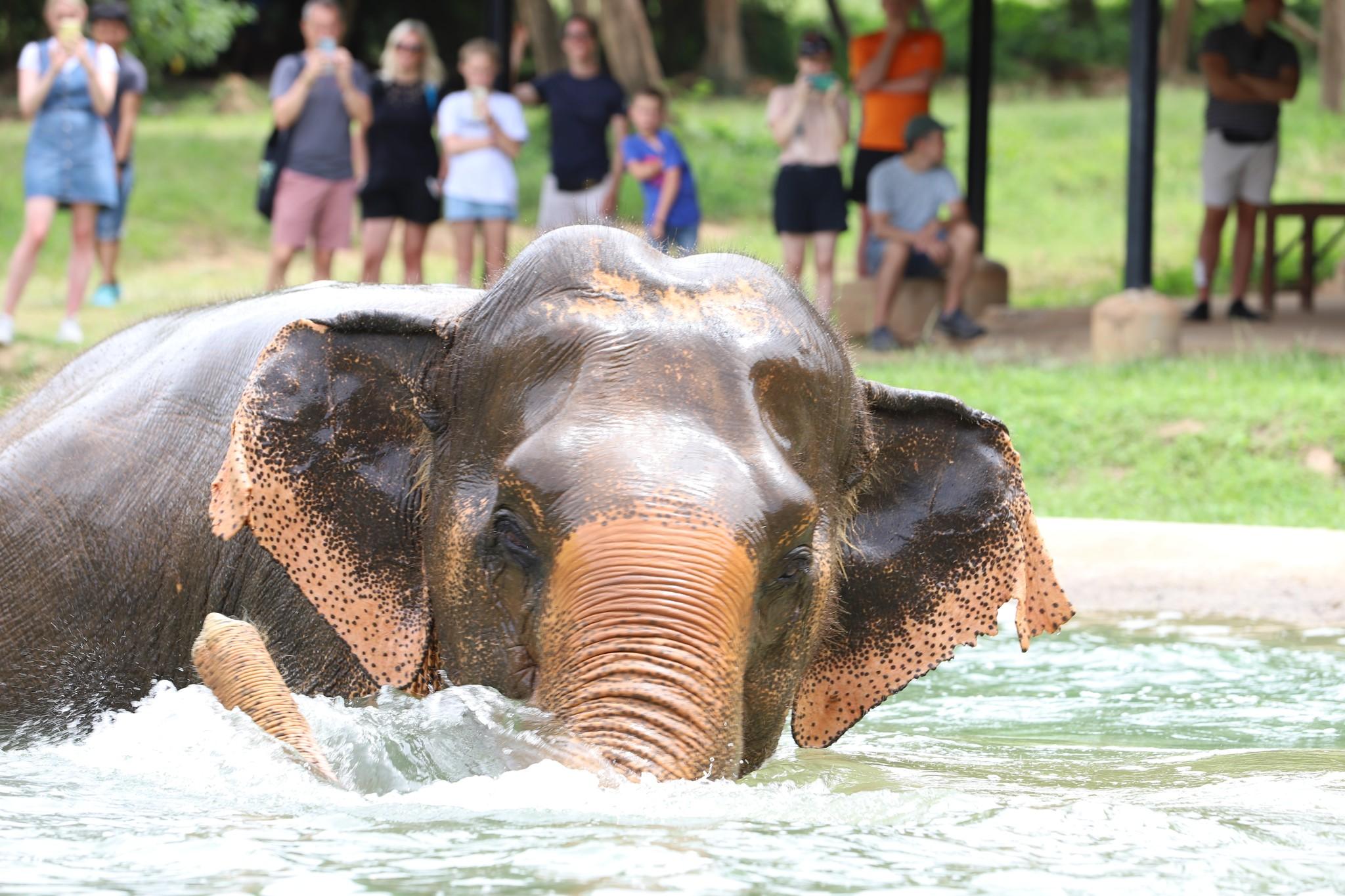 Samui Ethical Elephant Sanctuary Half-Day Experience