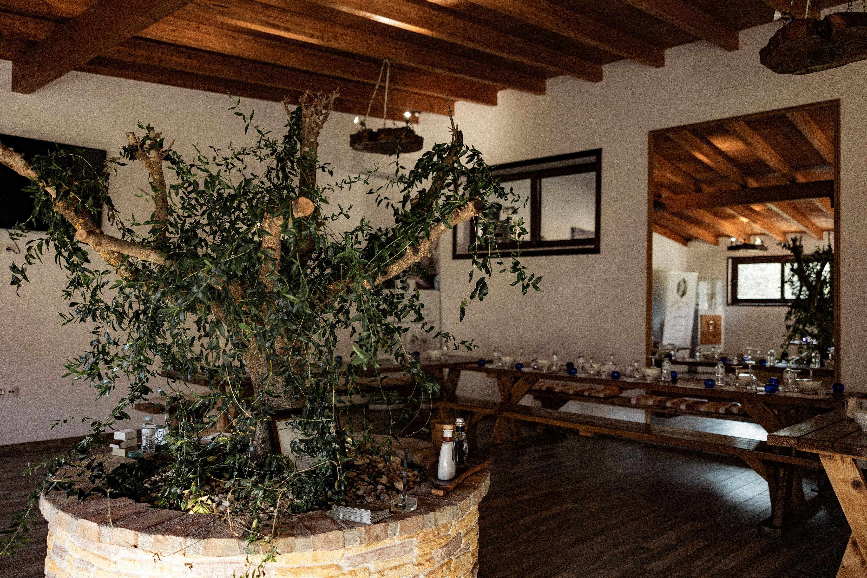 Corfu: Olive Oil Experience - The Governor's Olive Mill