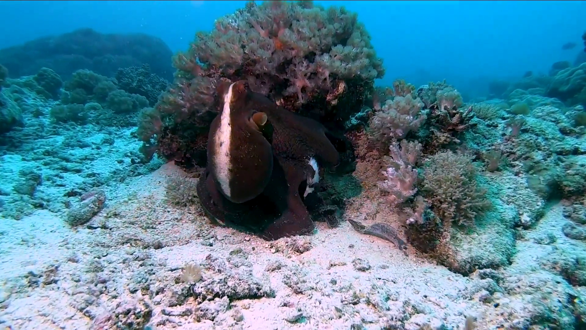 Mnemba Atoll Dolphin & Snorkel Boat Adventure from Kendwa or Nungwi