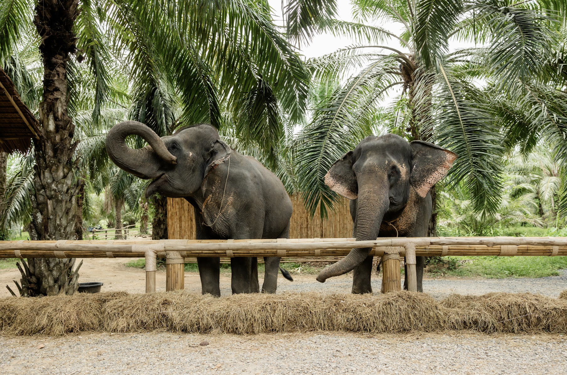Khao Sok Ethical Elephant Care Experience