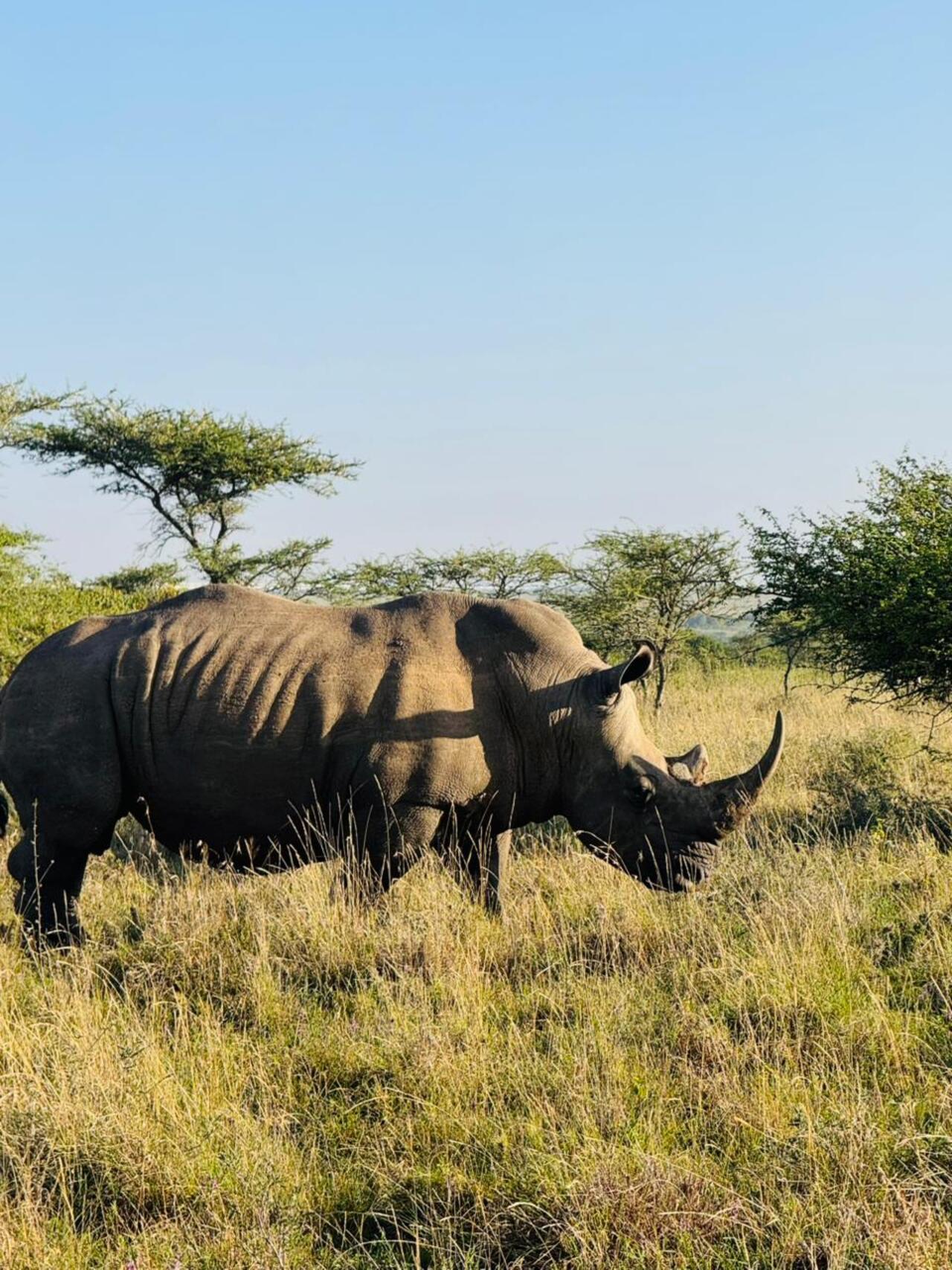 Nairobi National Park 5-Hour 4x4 Wildlife Safari