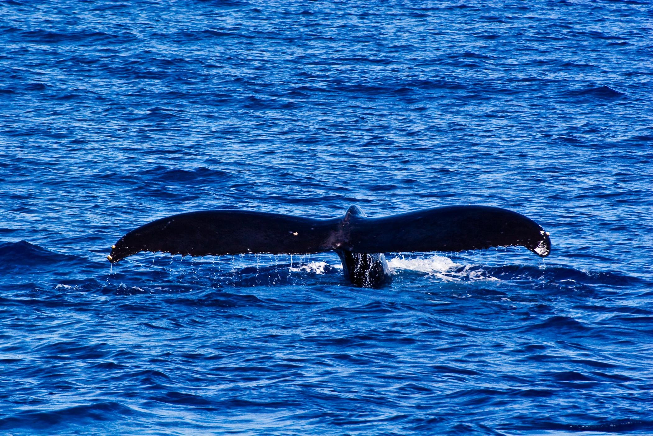 West Oahu Humpback Whale Watching Expedition