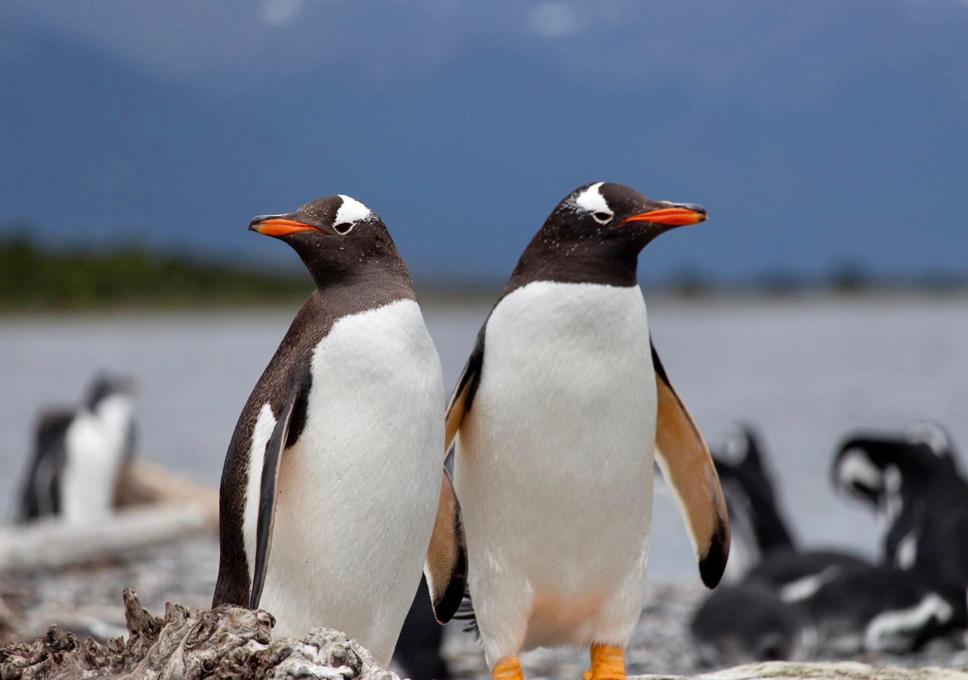 Puerto Almanza Crab Route with Penguin Island Expedition