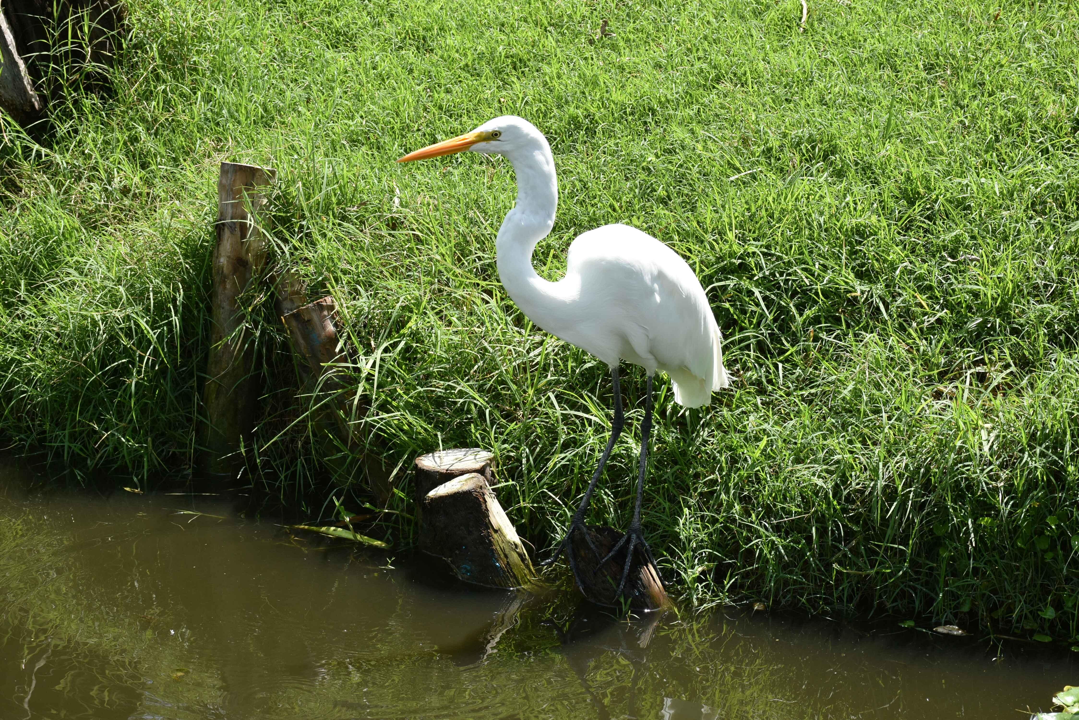 Xochimilco Ecological Boat Escape