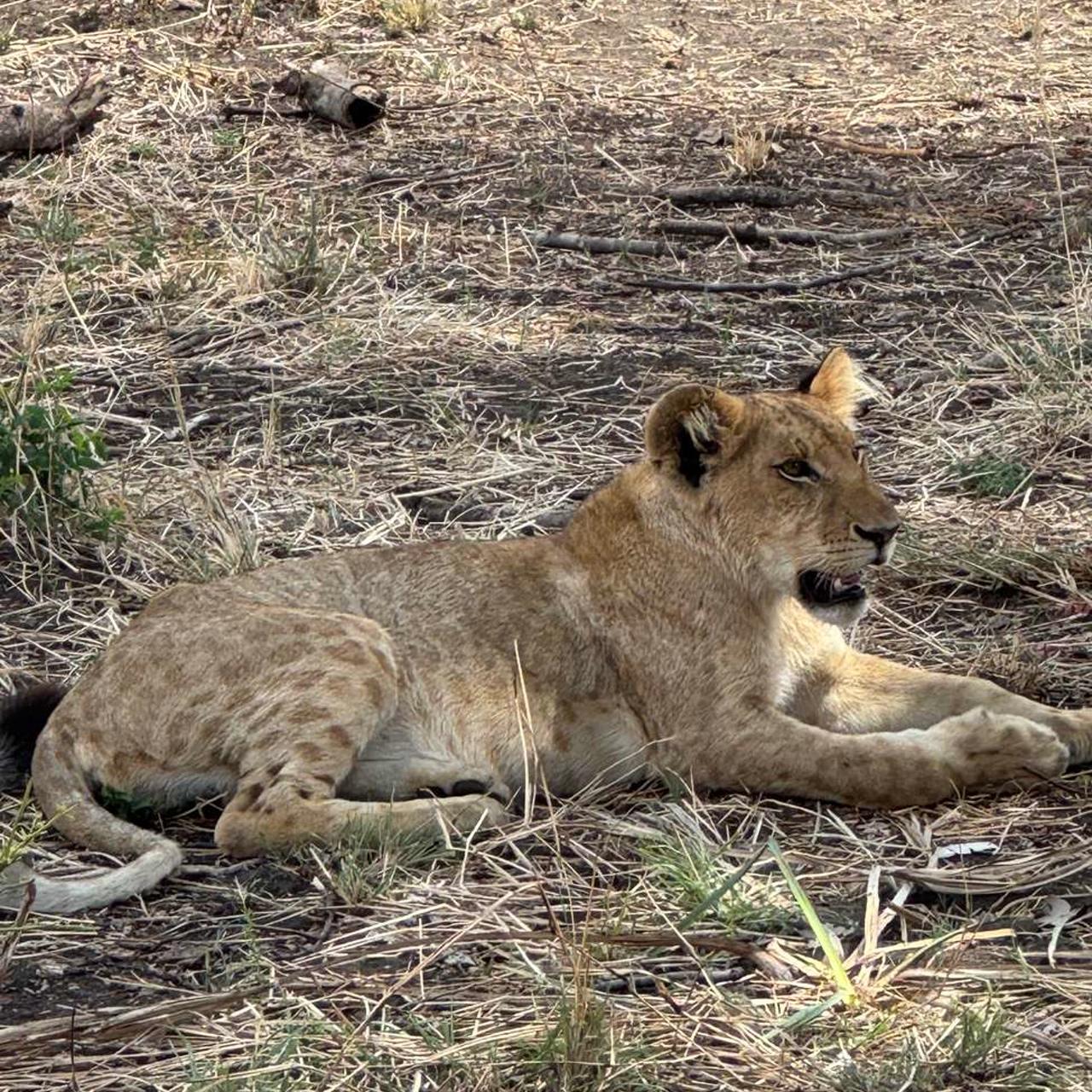 Zanzibar to Mikumi: 3-Day Safari by Ferry & Train