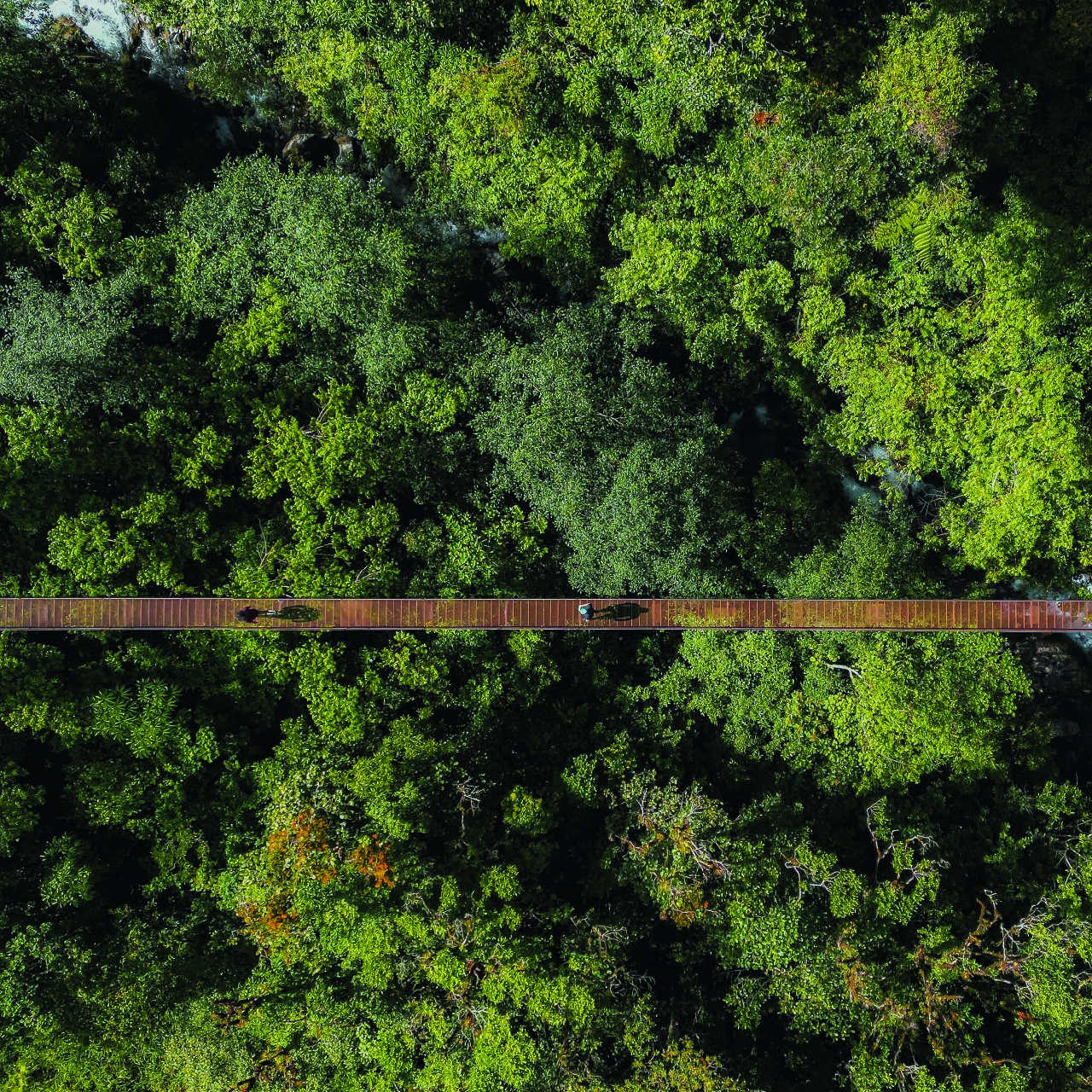 Boquete Canopy Bridges & Cloud Forest Trek
