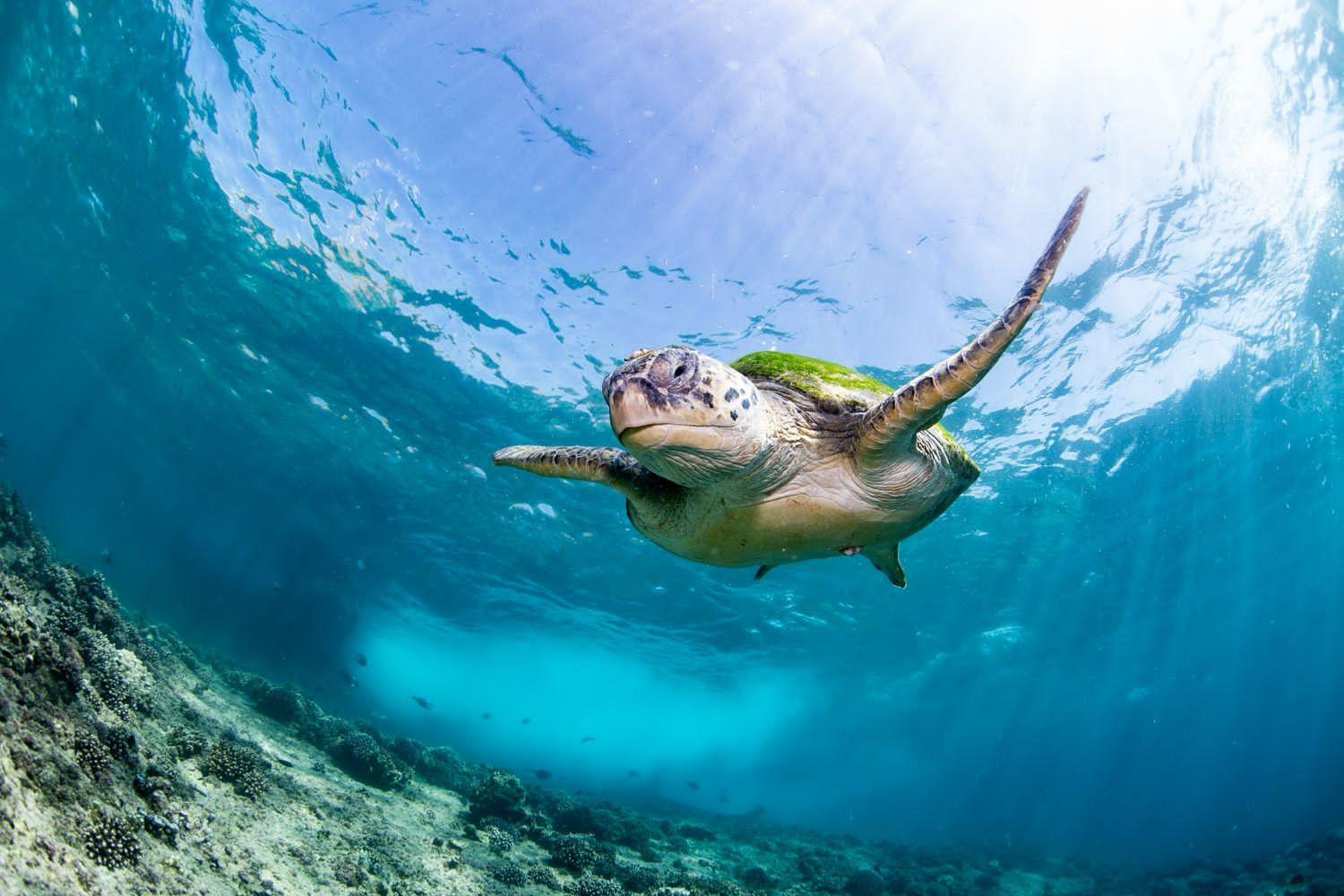 Seeb: Daymaniyat Islands Snorkeling Tour with Tasty lunch - 2026 (Verified Reviews)