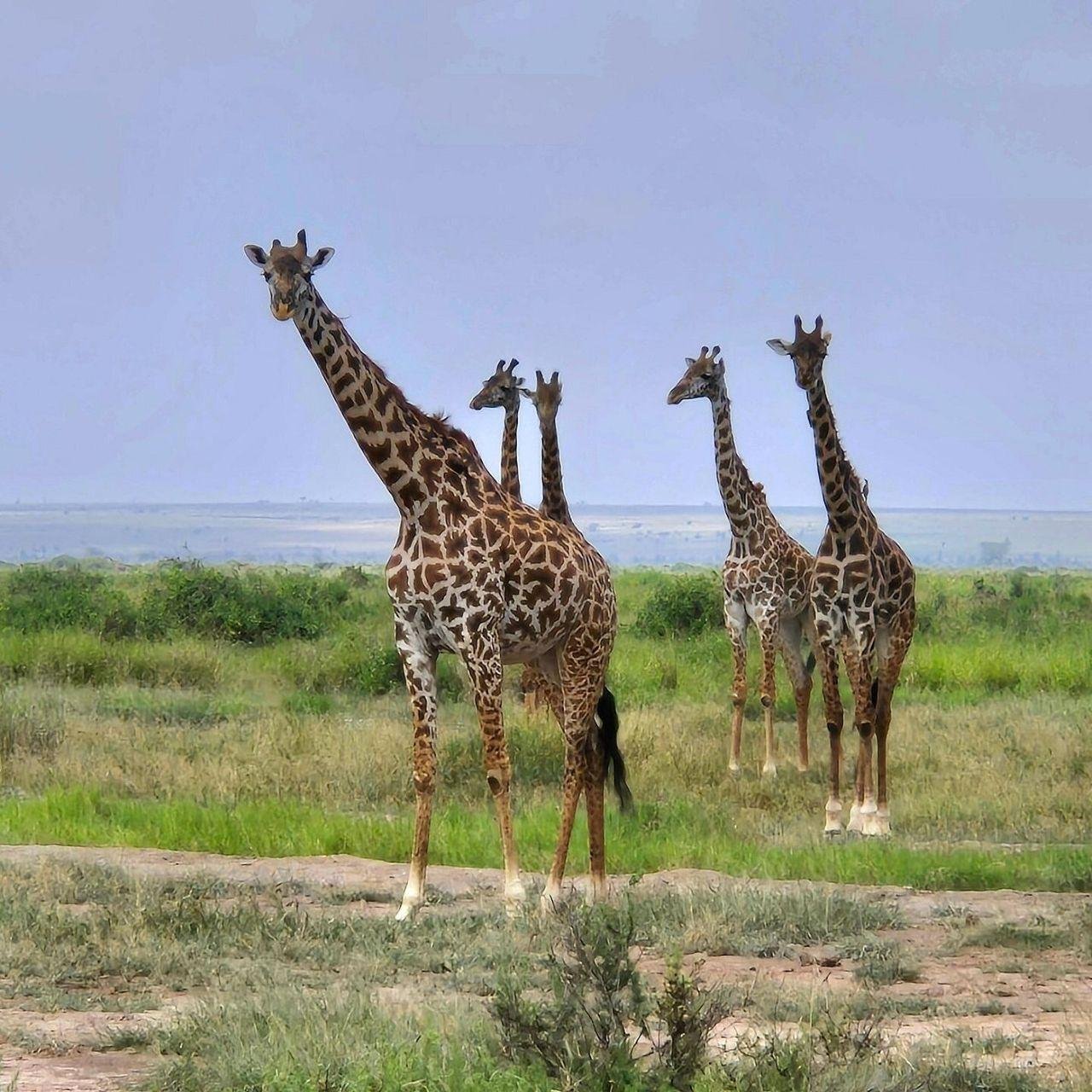 3-Day Maasai Mara Shared Jeep Safari from Nairobi