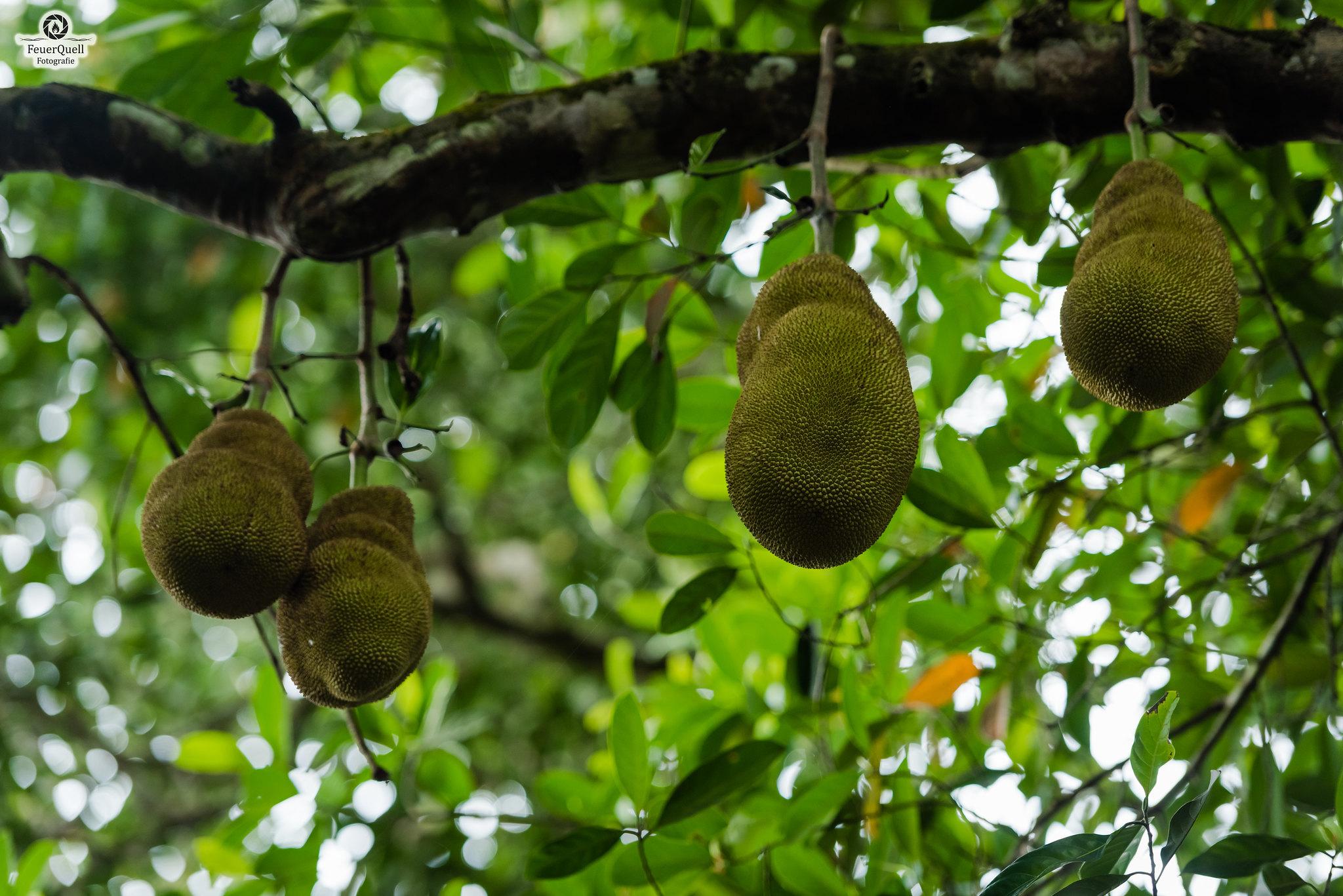 Zanzibar Full-Day Discovery: Stone Town, Spice Farm & Prison Island