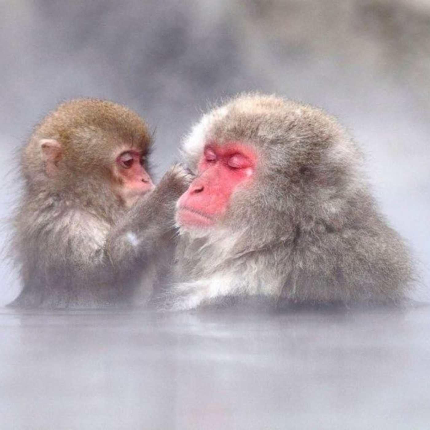 Nagano Private Day Tour: Snow Monkeys, Zenkoji Temple & More