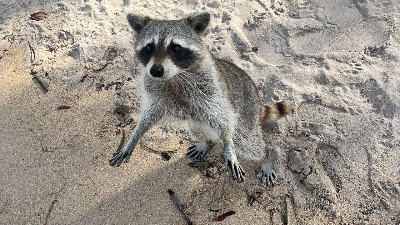 Private Yacht Charter to Raccoon Island with Snorkeling