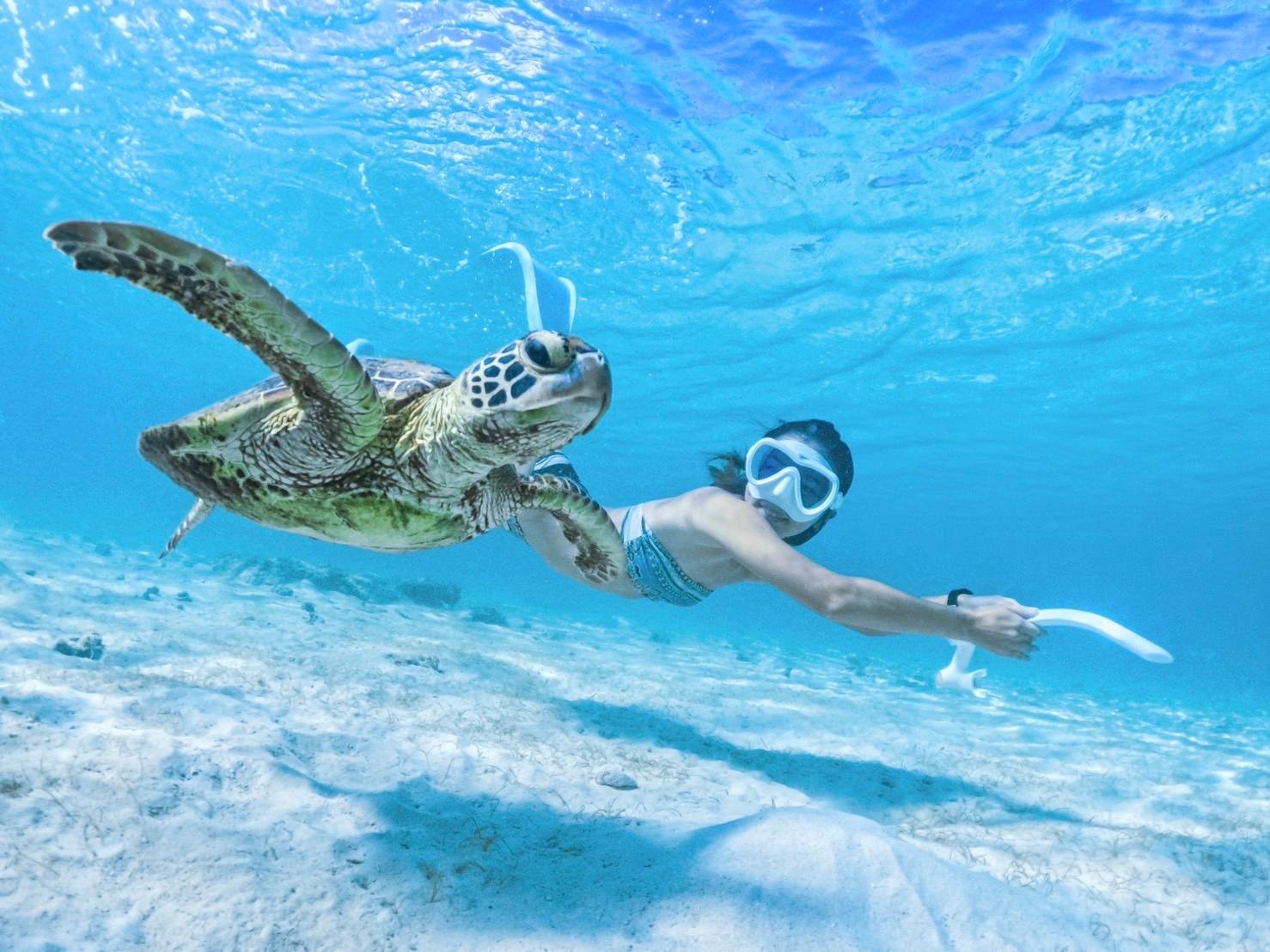 Sea Turtle Snorkeling Experience