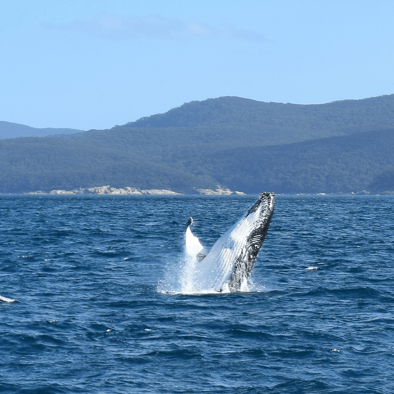 Wilsons Promontory Whale Watching Cruise from Melbourne