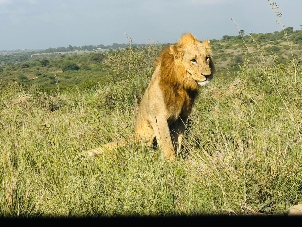 Nairobi National Park 5-Hour 4x4 Wildlife Safari