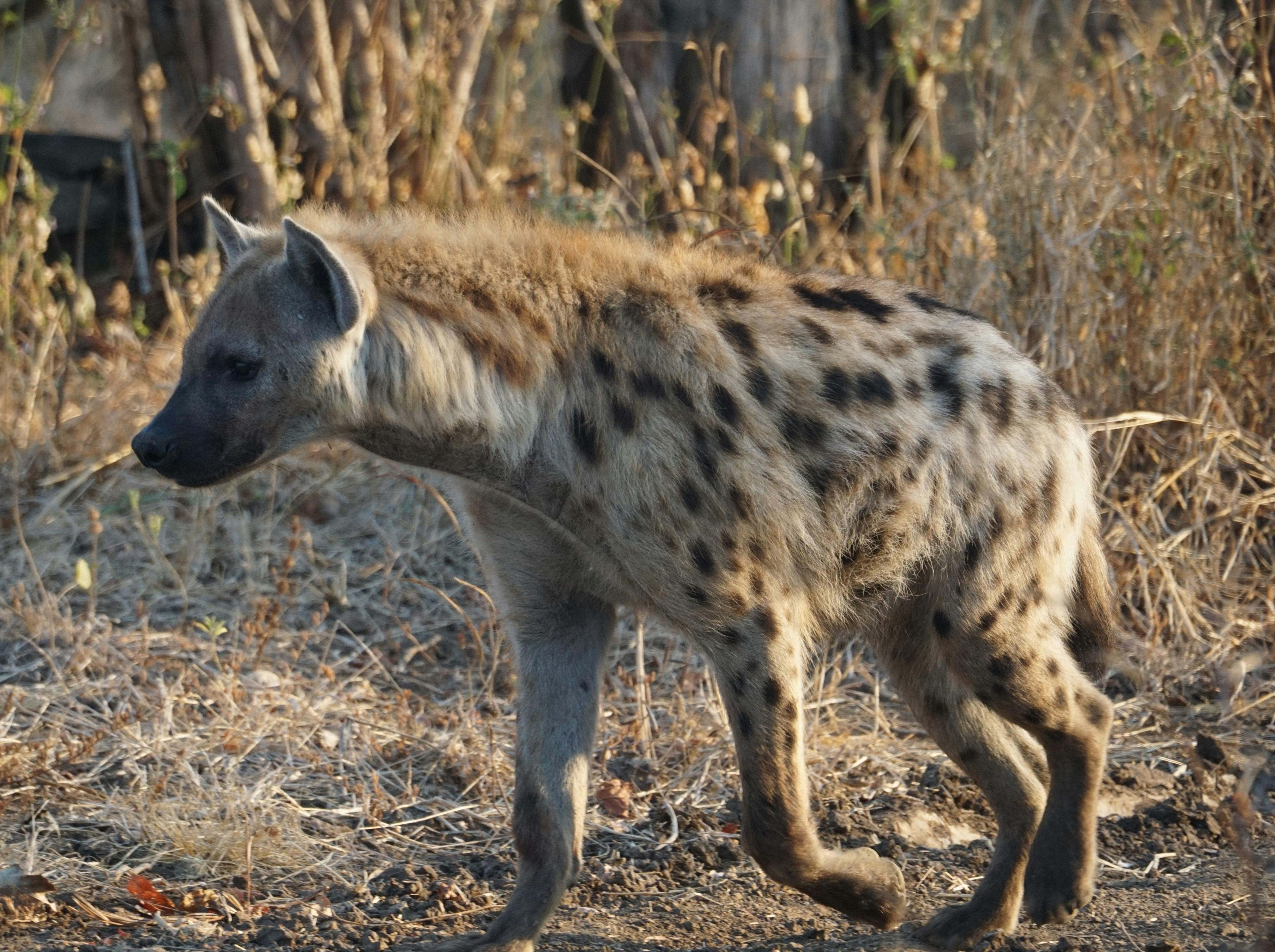 Jaipur Jhalana Amagarh Leopard Reserve 4×4 Jeep Safari
