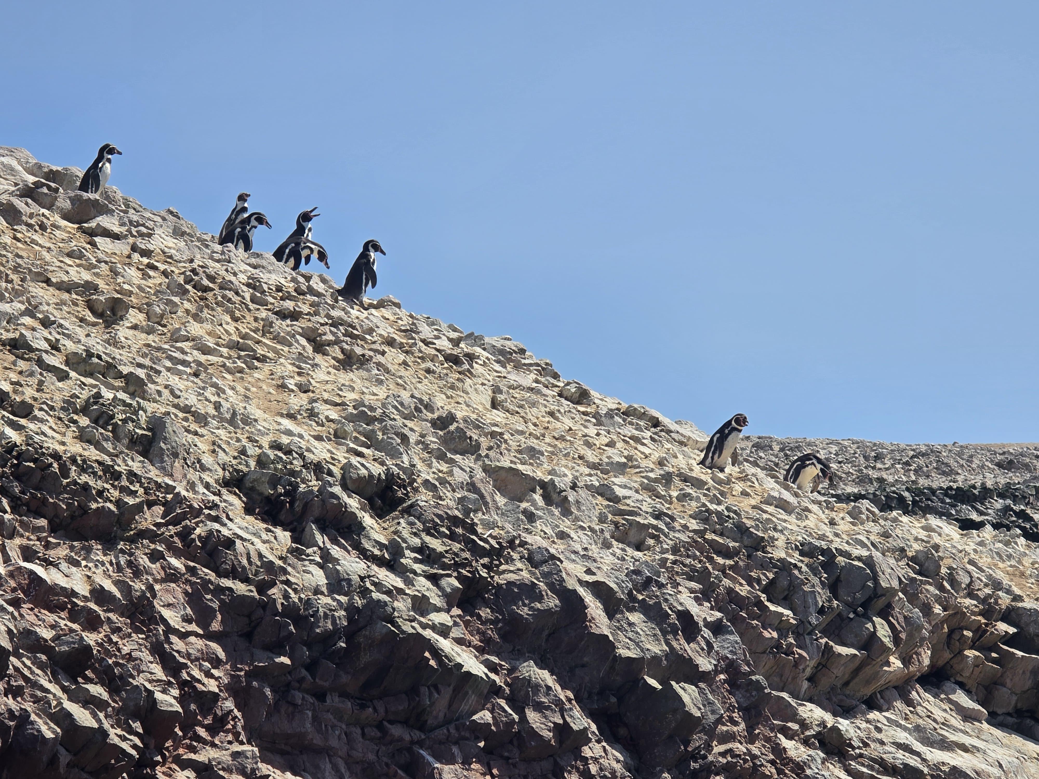 Excursión ecológica en barco a las islas Ballestas