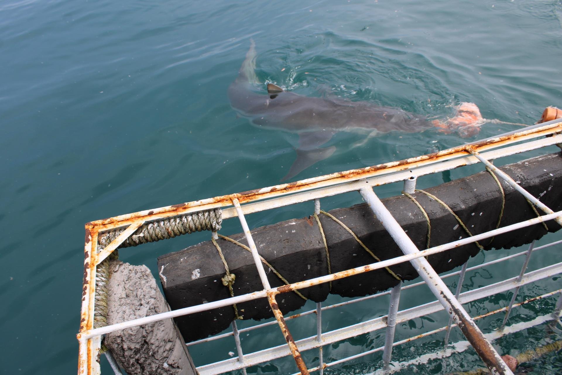 Private Shark Cage Diving Day Tour from Cape Town