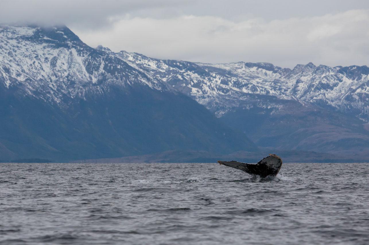 Patagonian Whale & Glacier Expedition