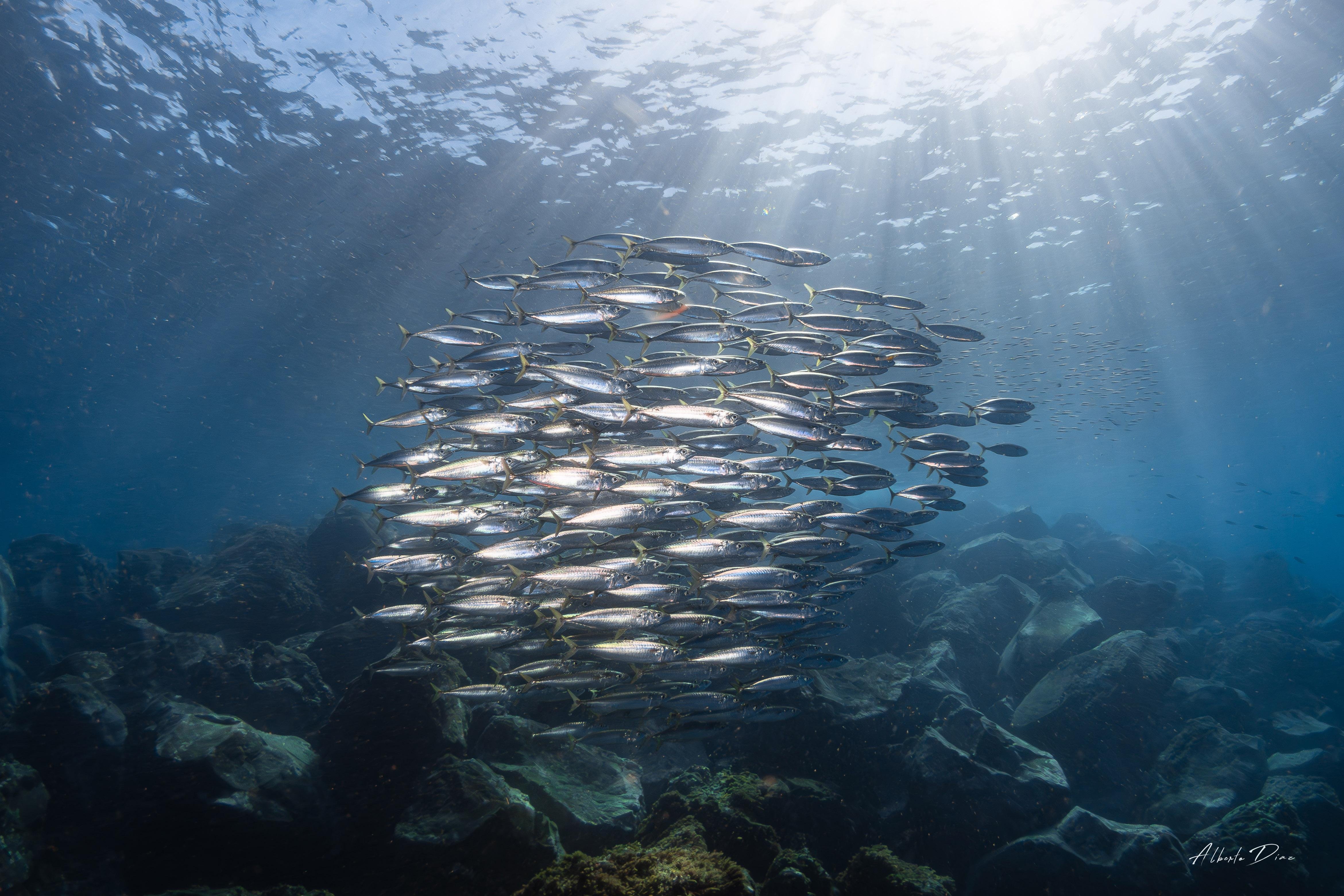 Submarine dive at Puerto Calero, Lanzarote — image 1