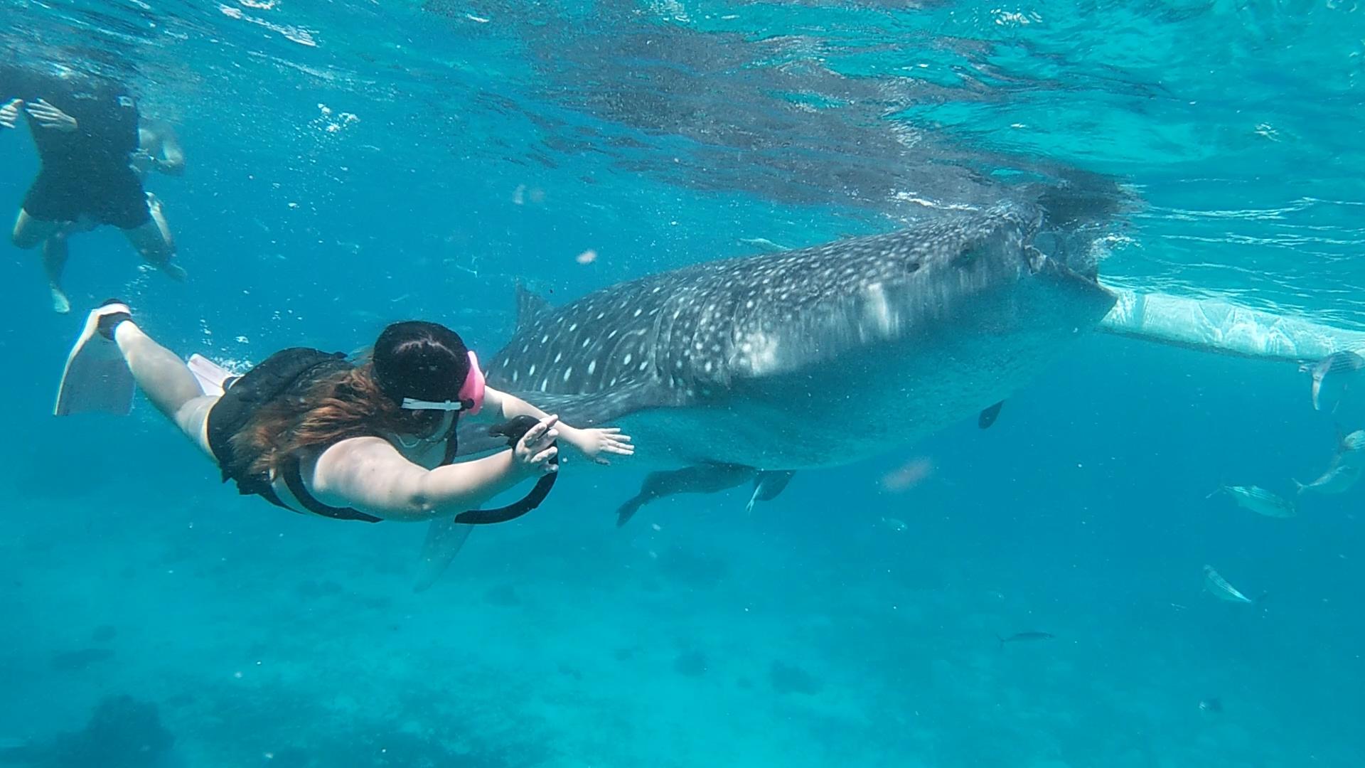 Cebu Triple Wonder: Whale Sharks, Sumilon Sandbar & Tumalog Falls
