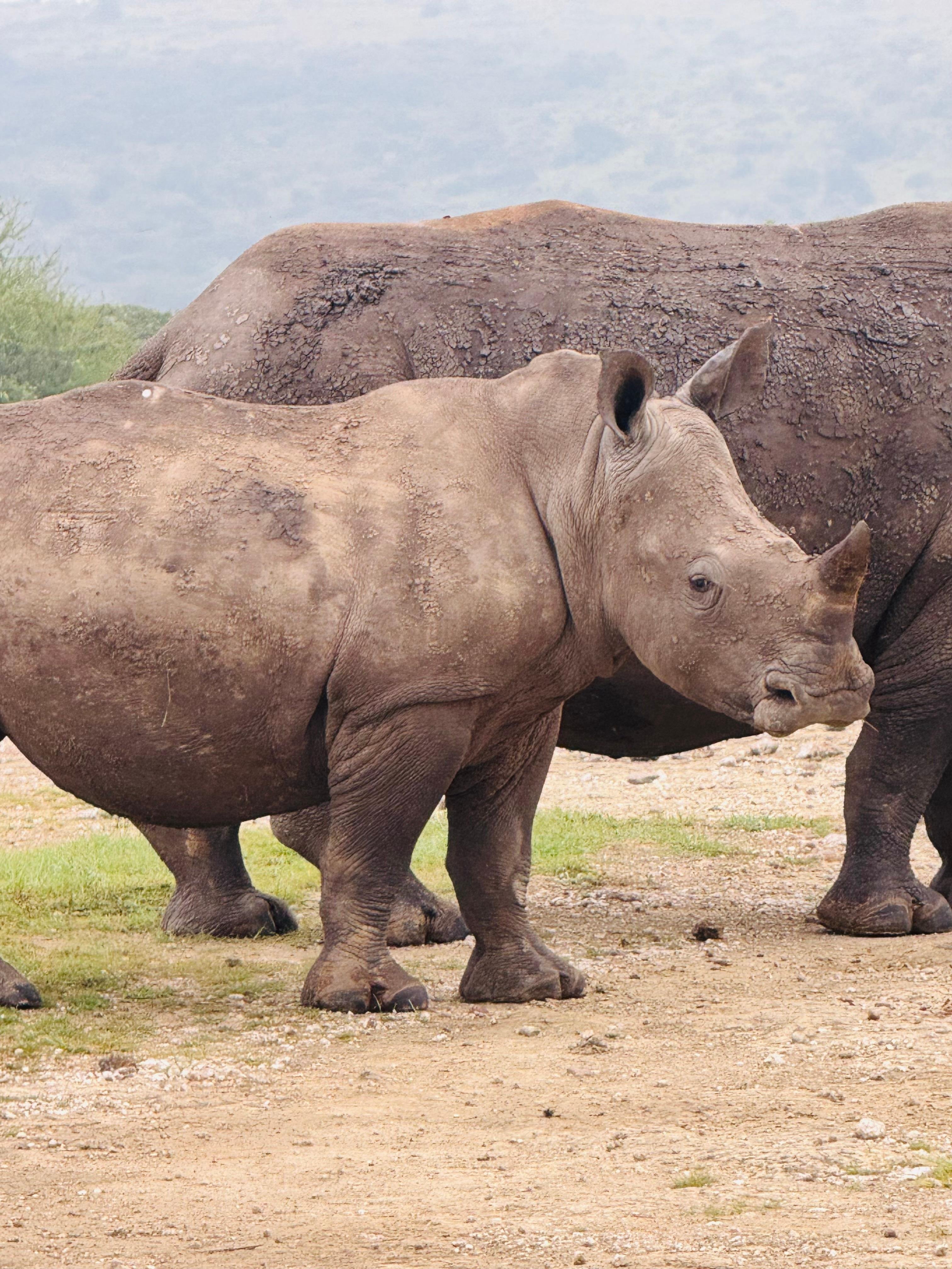 3-Day Masai Mara Safari Adventure from Nairobi