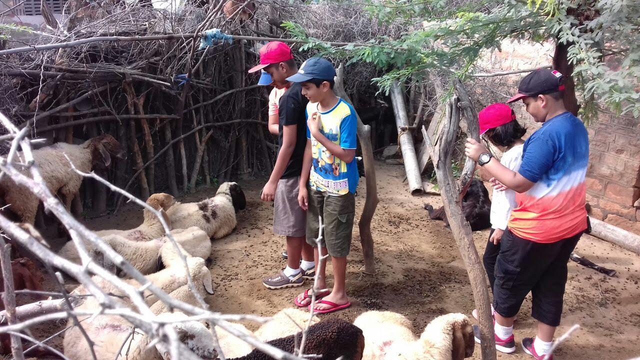 Bishnoi Village Safari and Traditional Homestay Experience
