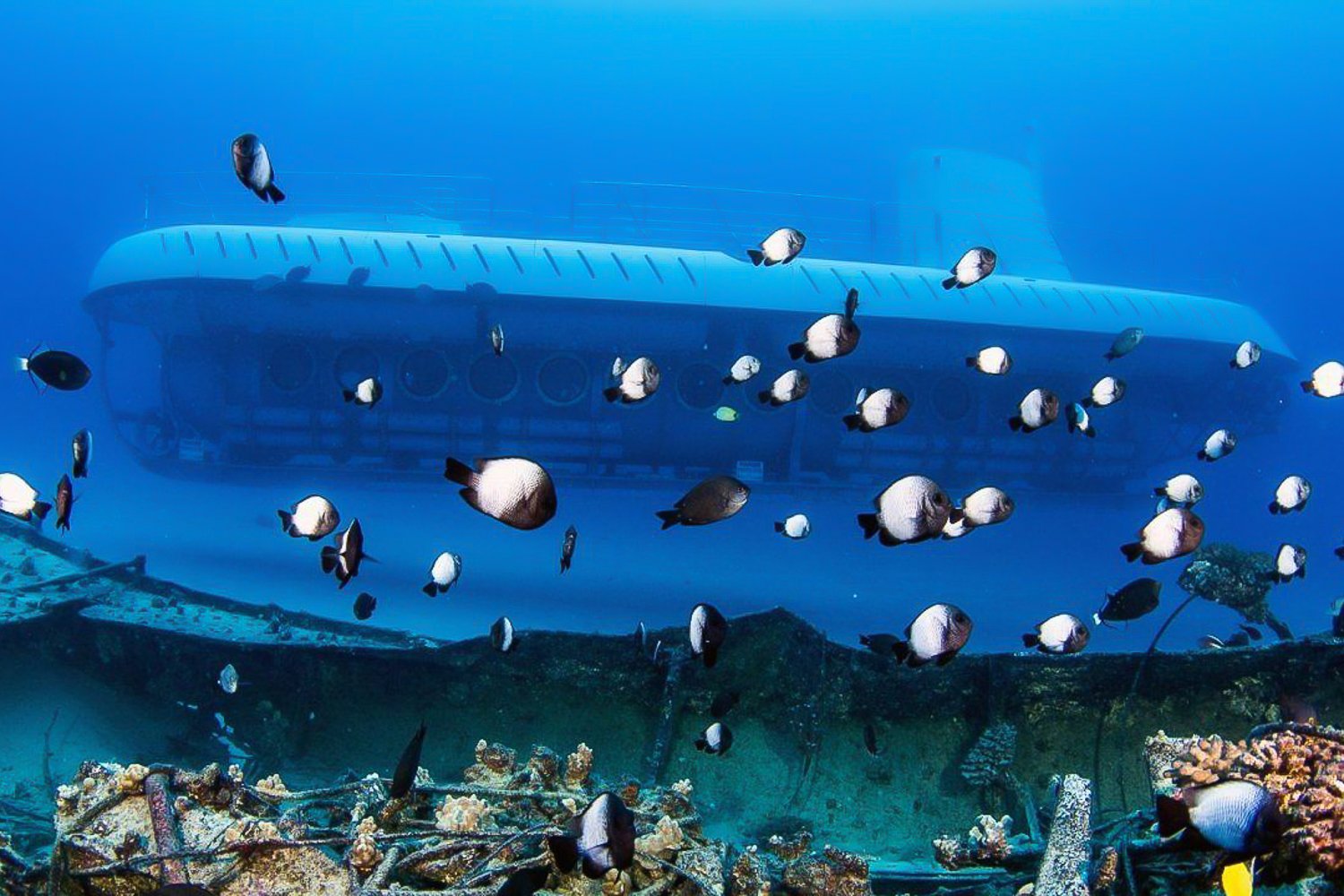 From Kona: Big Island Underwater Submarine Adventure - 2026 (Verified Reviews)