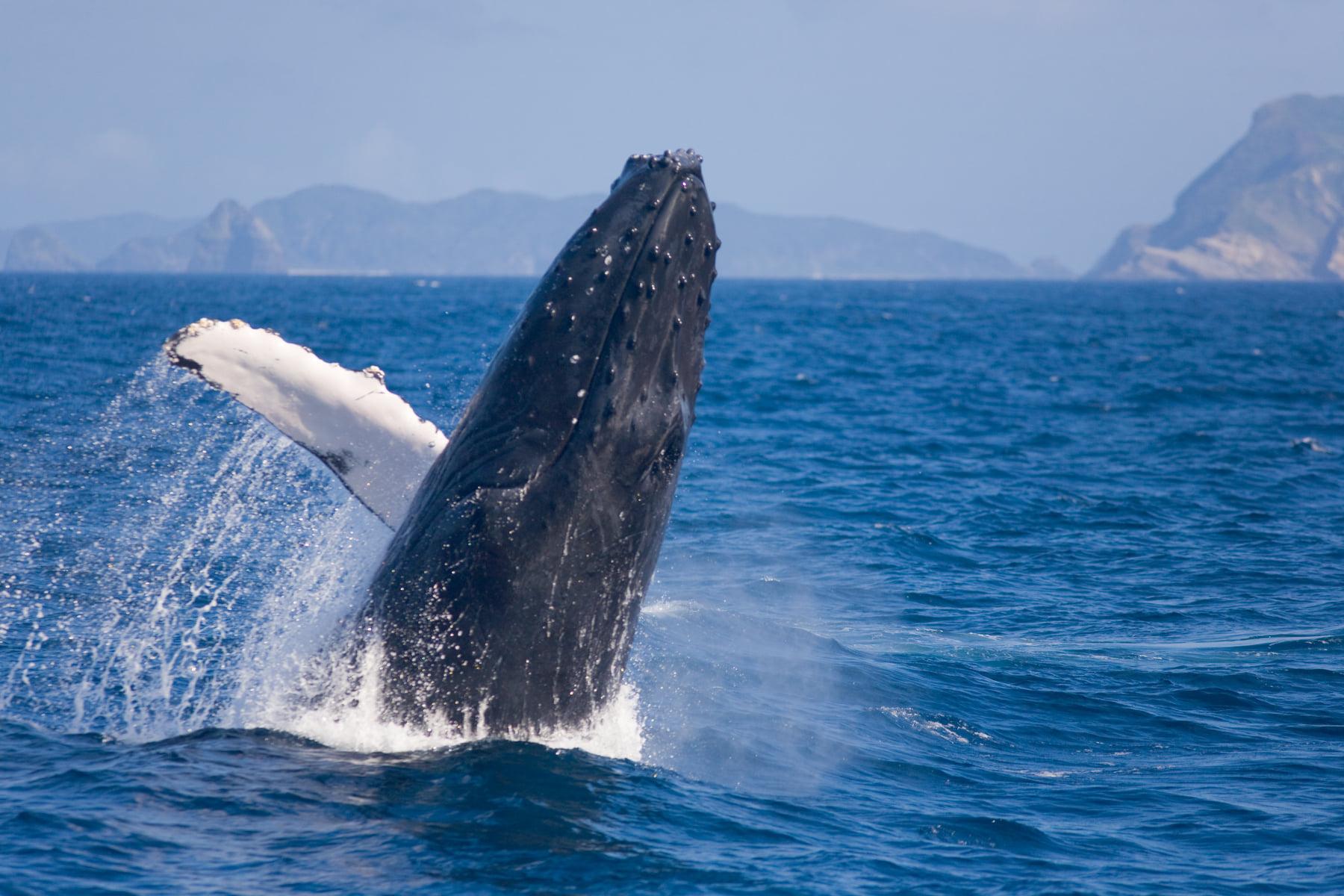 Okinawa Humpback Whale Watching Tour with Hotel Pickup