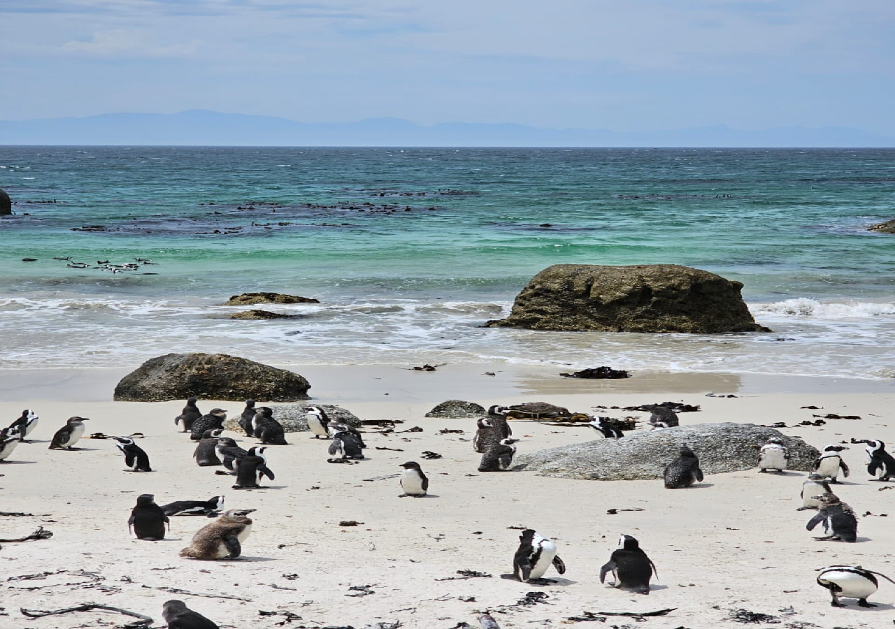 Table Mountain, Penguins & Cape Point Full-Day Adventure
