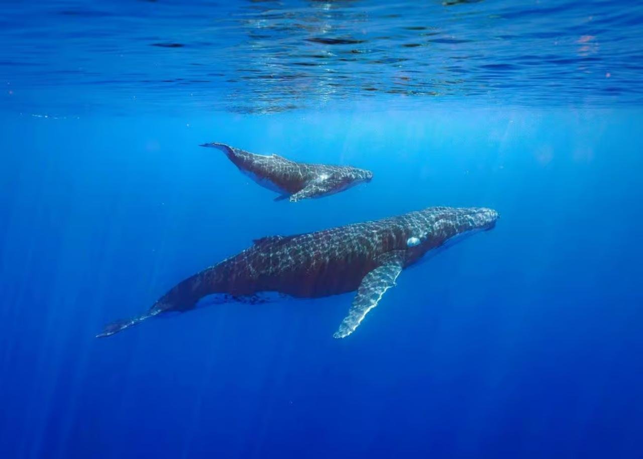 Tahiti Humpback Whale Watching & Swimming Experience