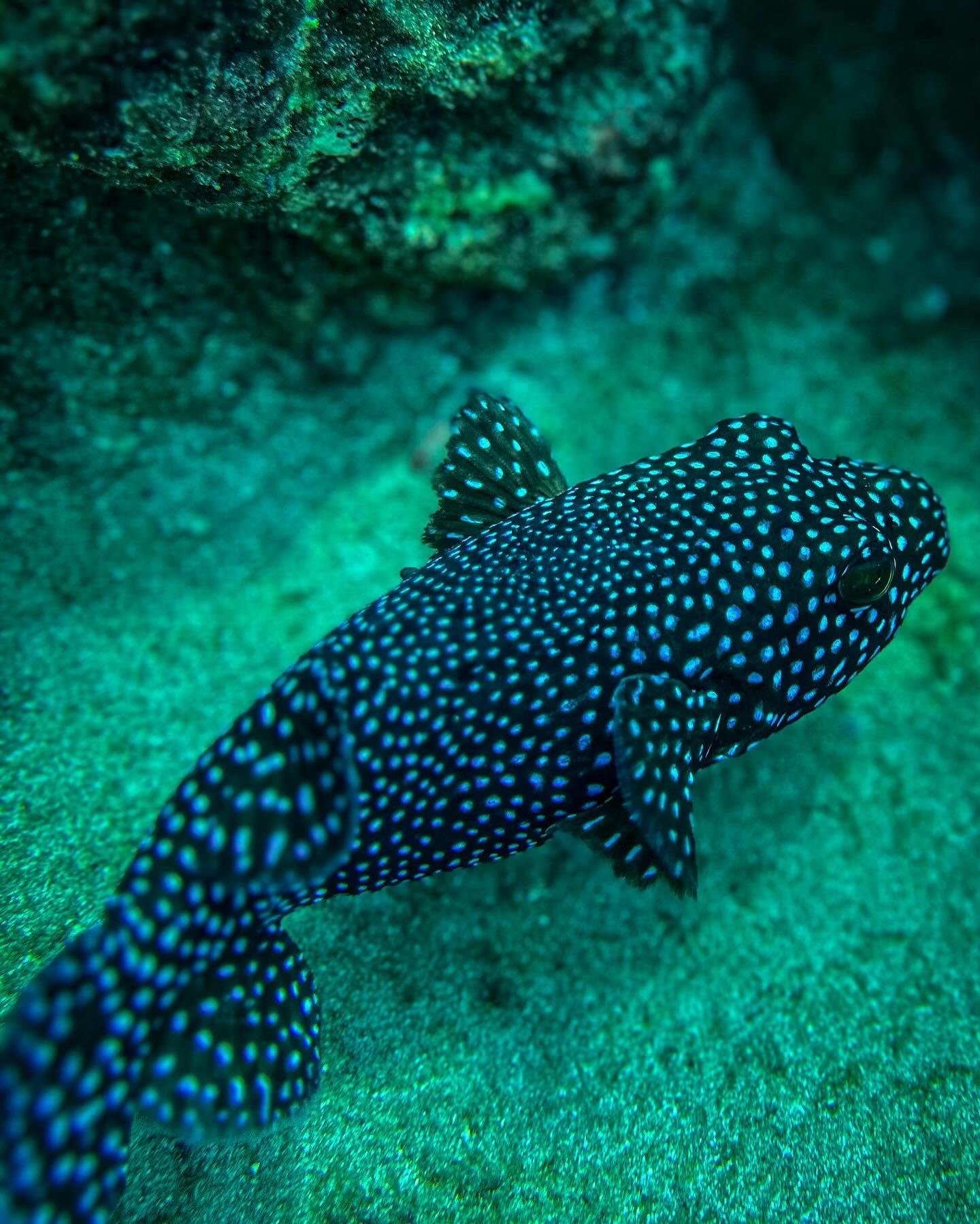 Caño Island Snorkeling Adventure from Uvita