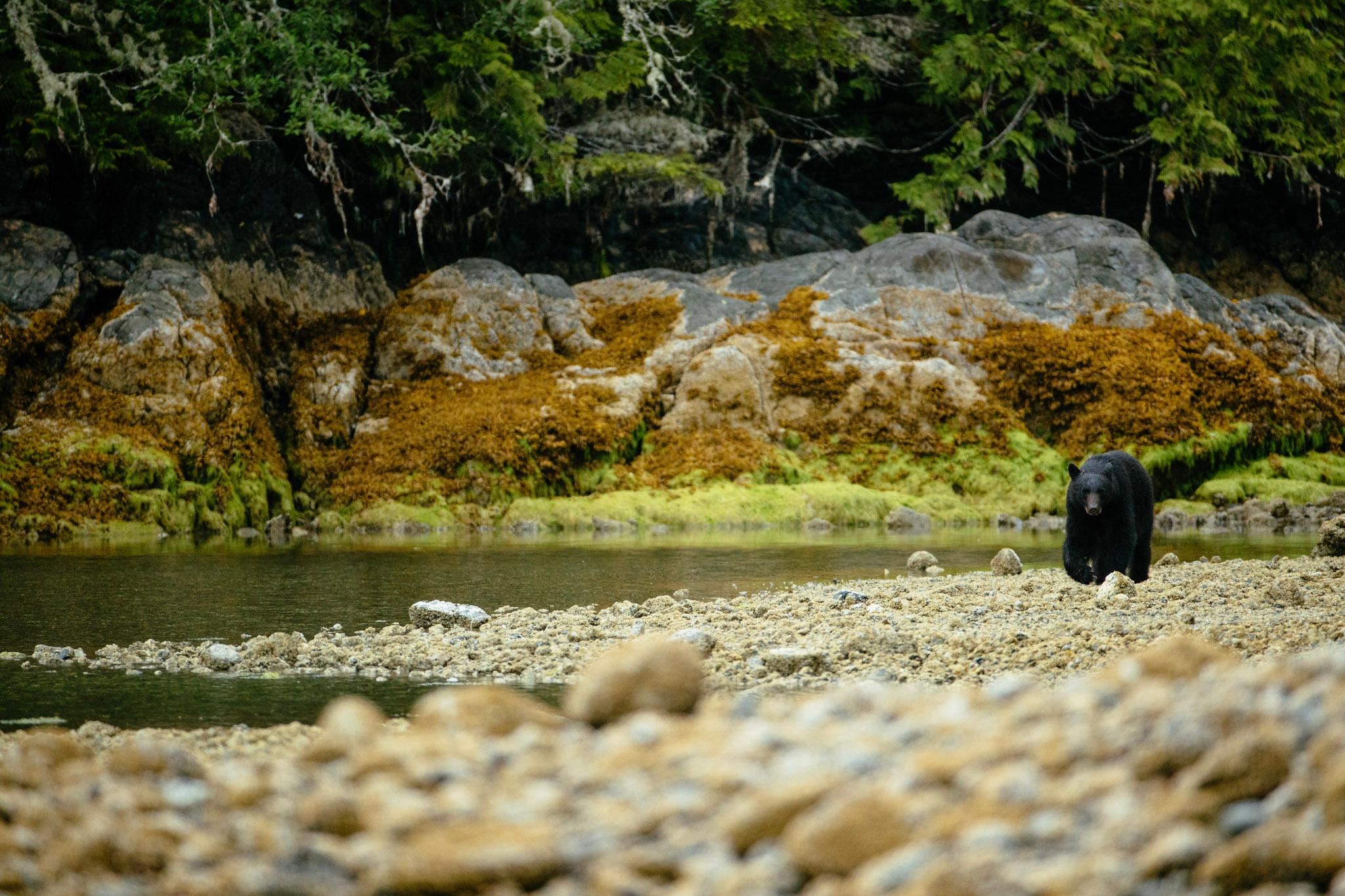 Tofino: Bear Watching Boat Tour with Nature Guide