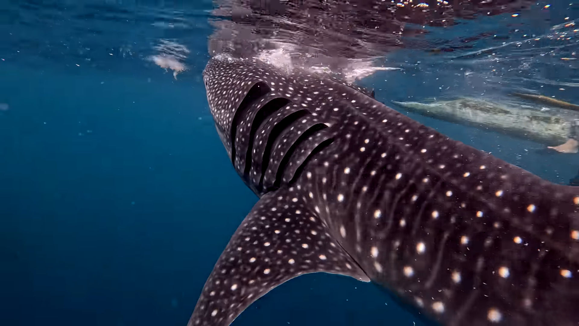 Oslob Triple Adventure: Whale Sharks, Tumalog Falls & Sumilon Island