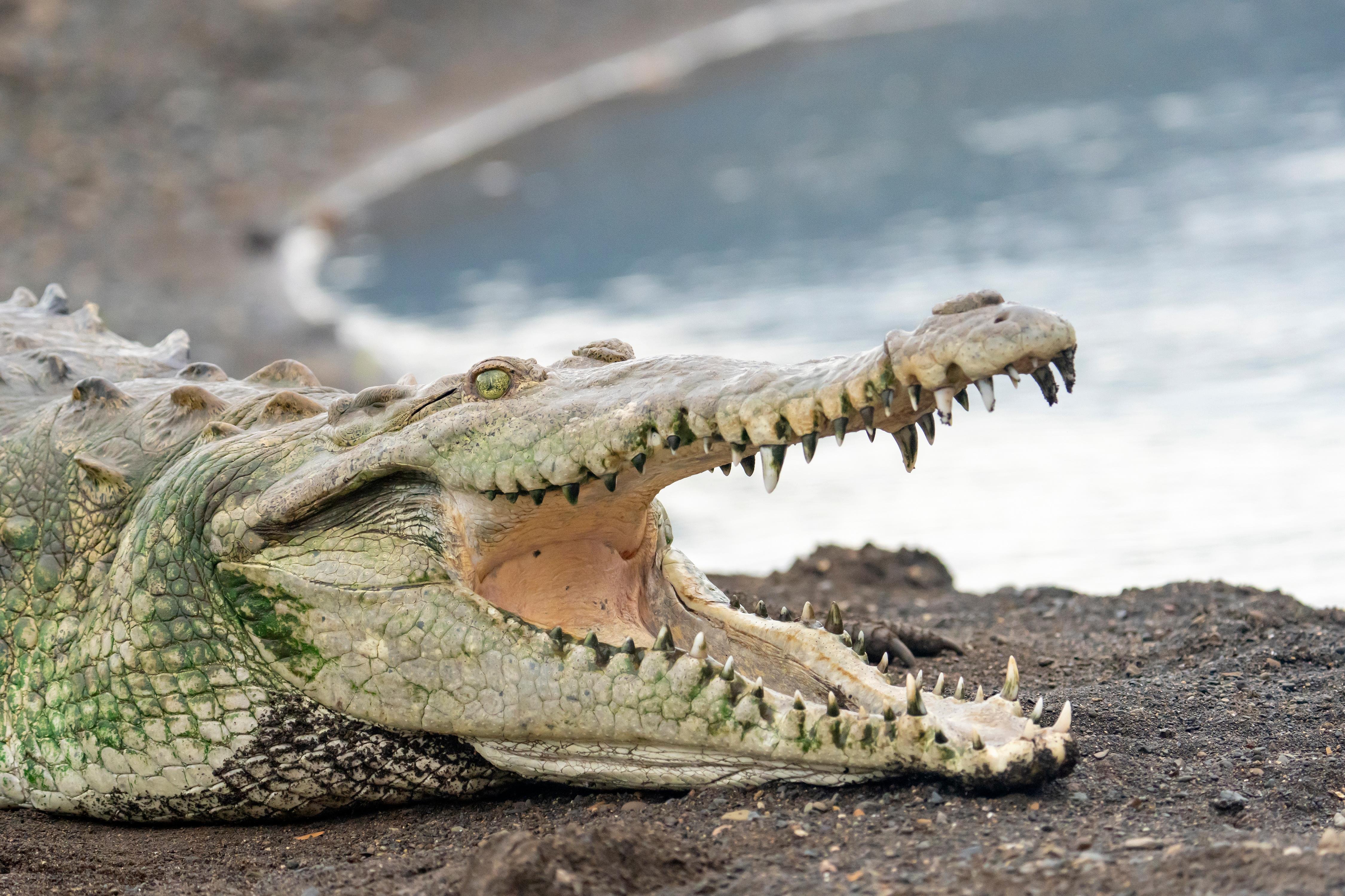 Tárcoles River Crocodile Safari with Chocolate Tasting