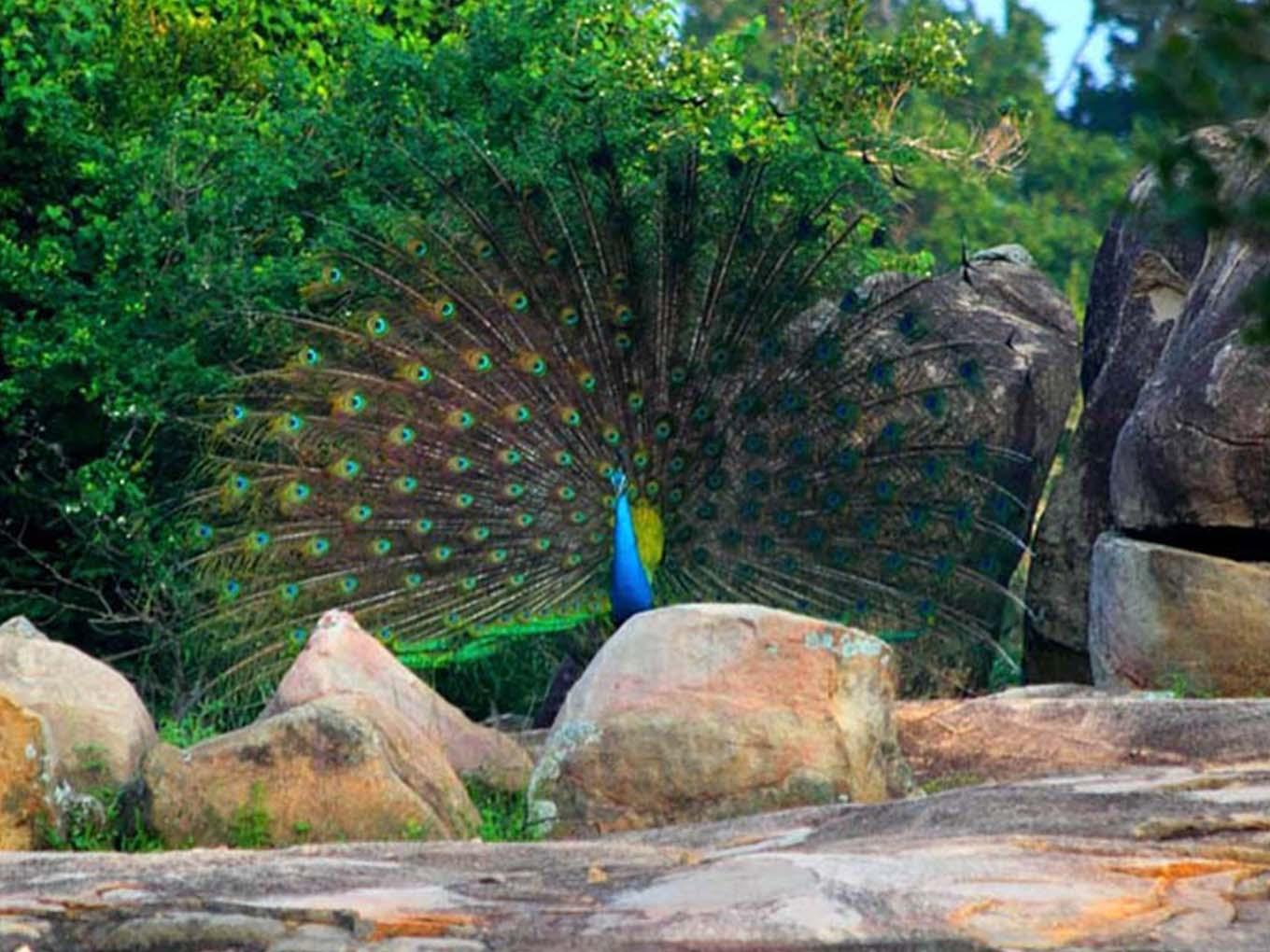 Minneriya National Park Wildlife Safari from Sigiriya