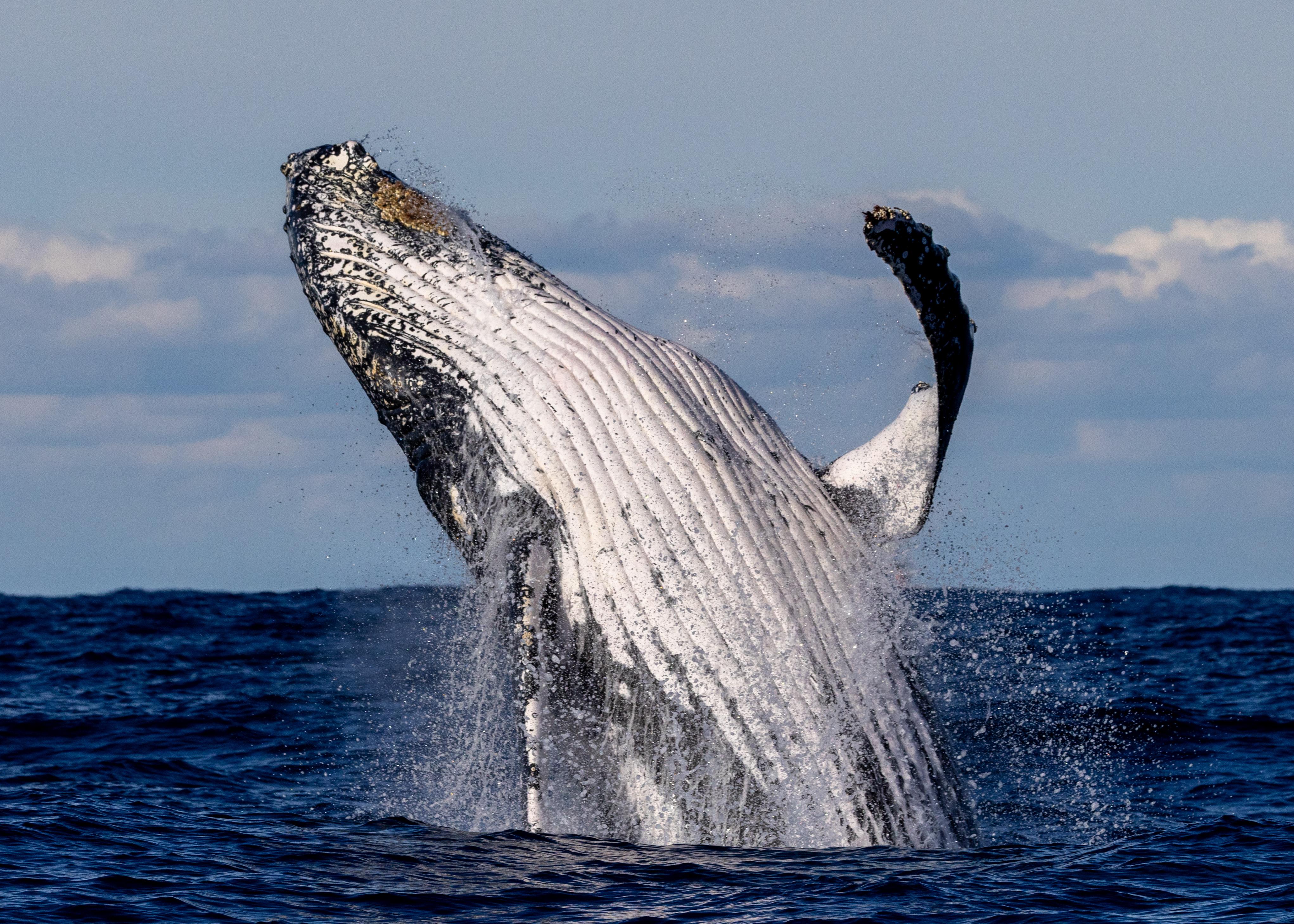 Sydney whale watching cruise — humpback whales off Sydney Harbour Heads — image 1
