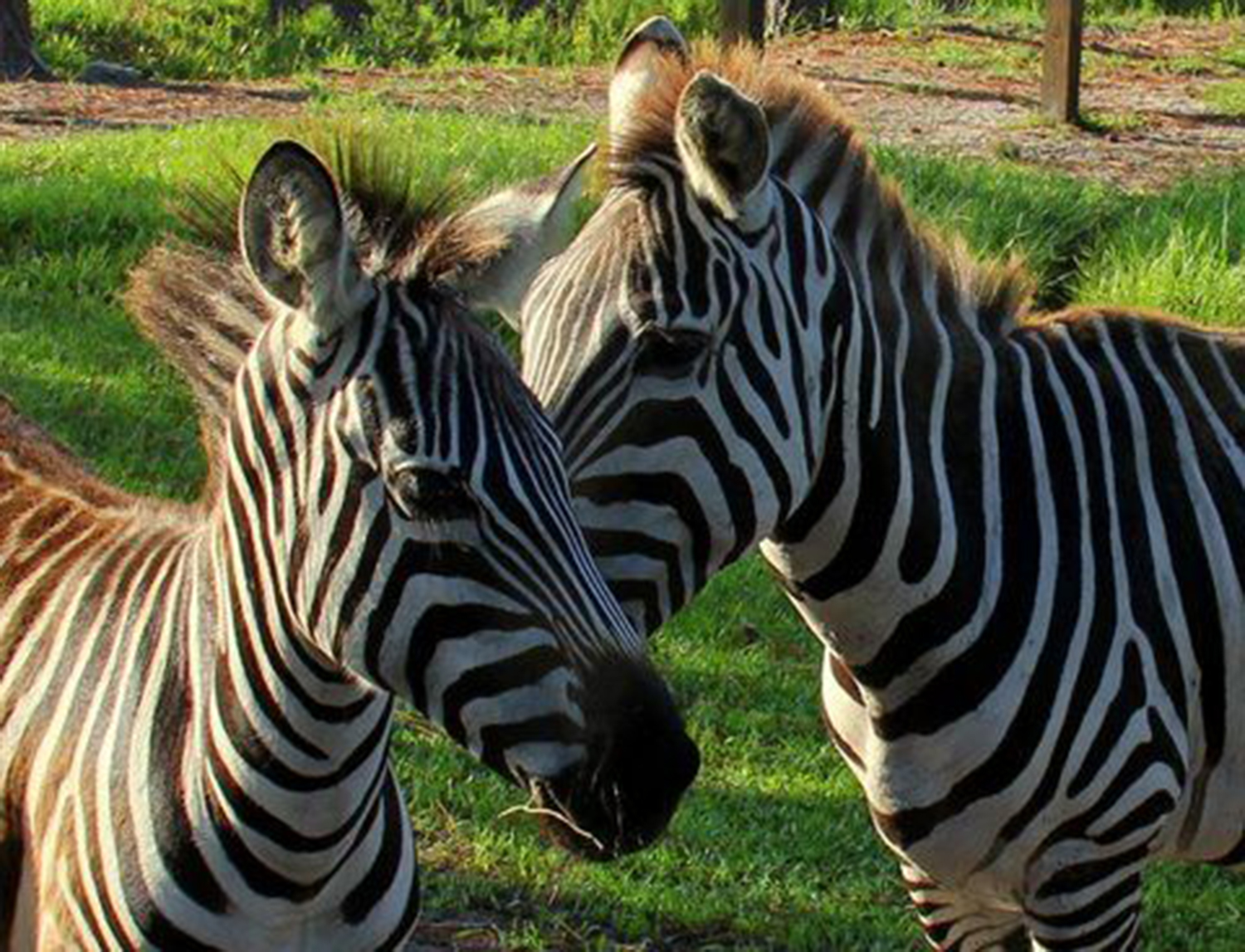Central Florida Everglades Airboat Adventure & Wildlife Park