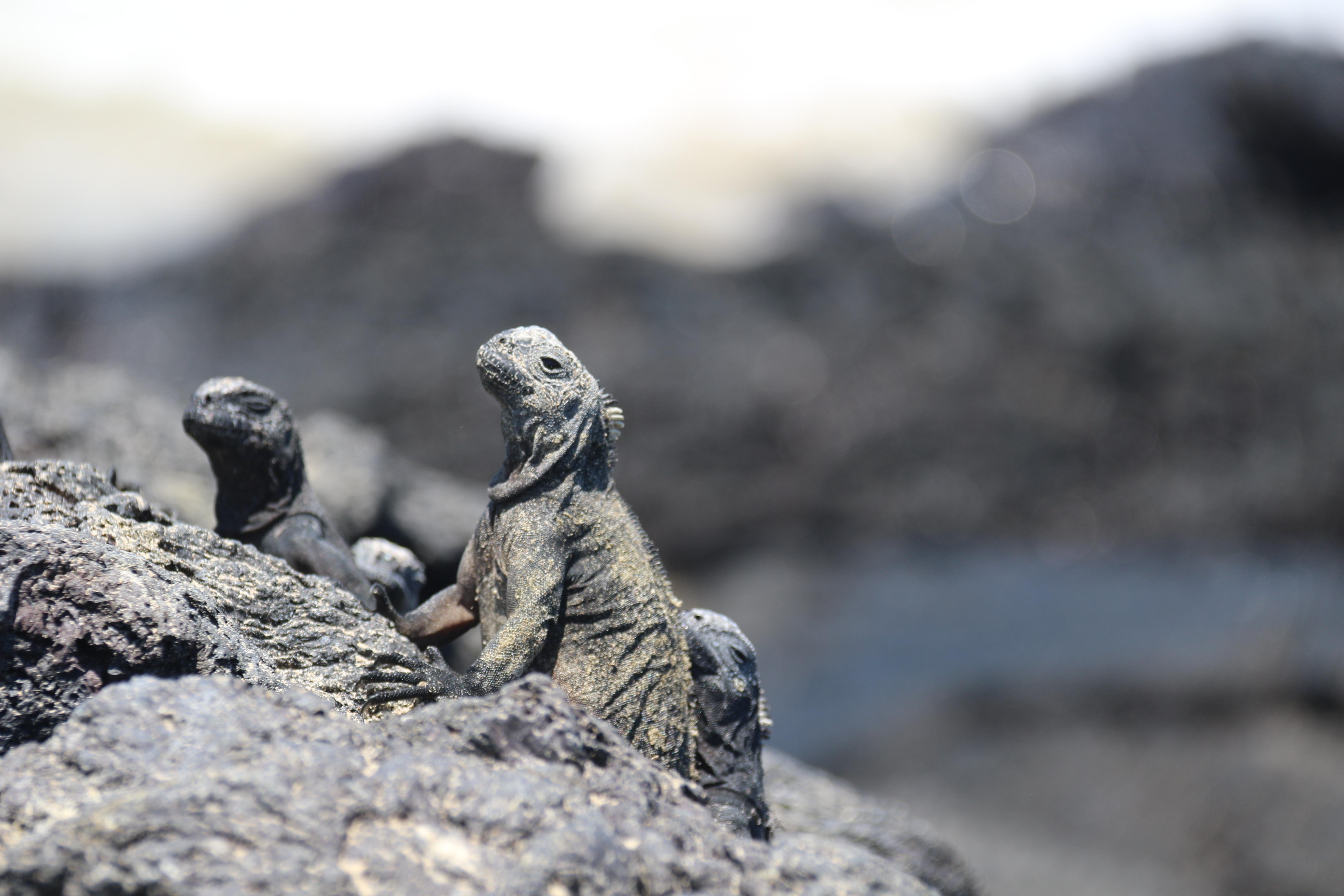Isabela Island & Tintorera Islet Expedition from Puerto Ayora