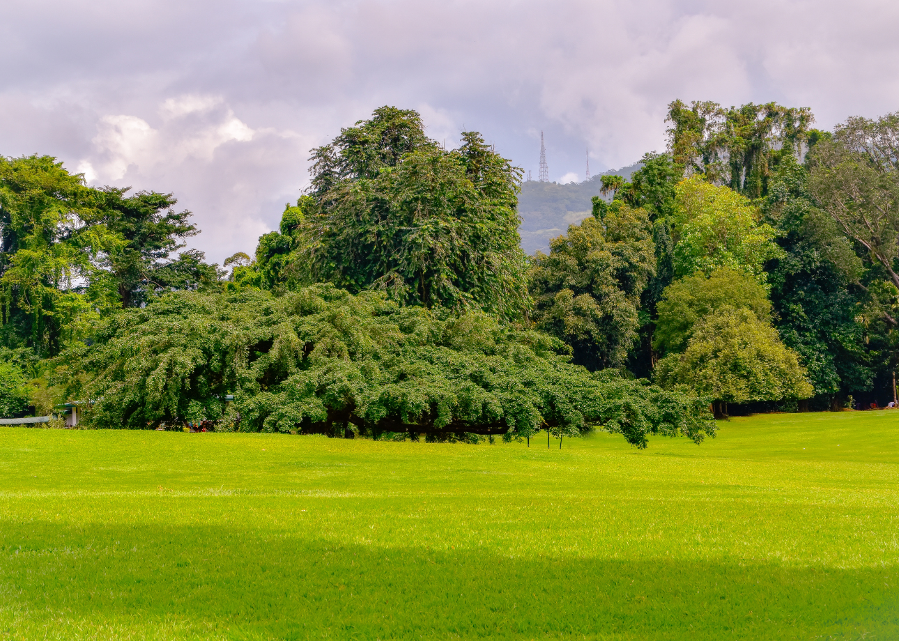 Kandy Heritage & Tea Country Day Trip from Bentota