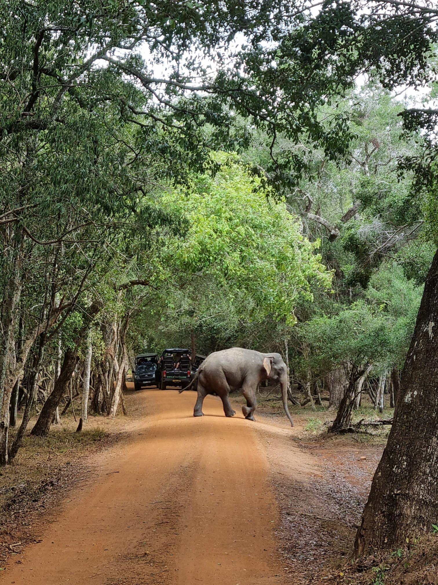 Full-Day Wilpattu National Park Safari from Anuradhapura