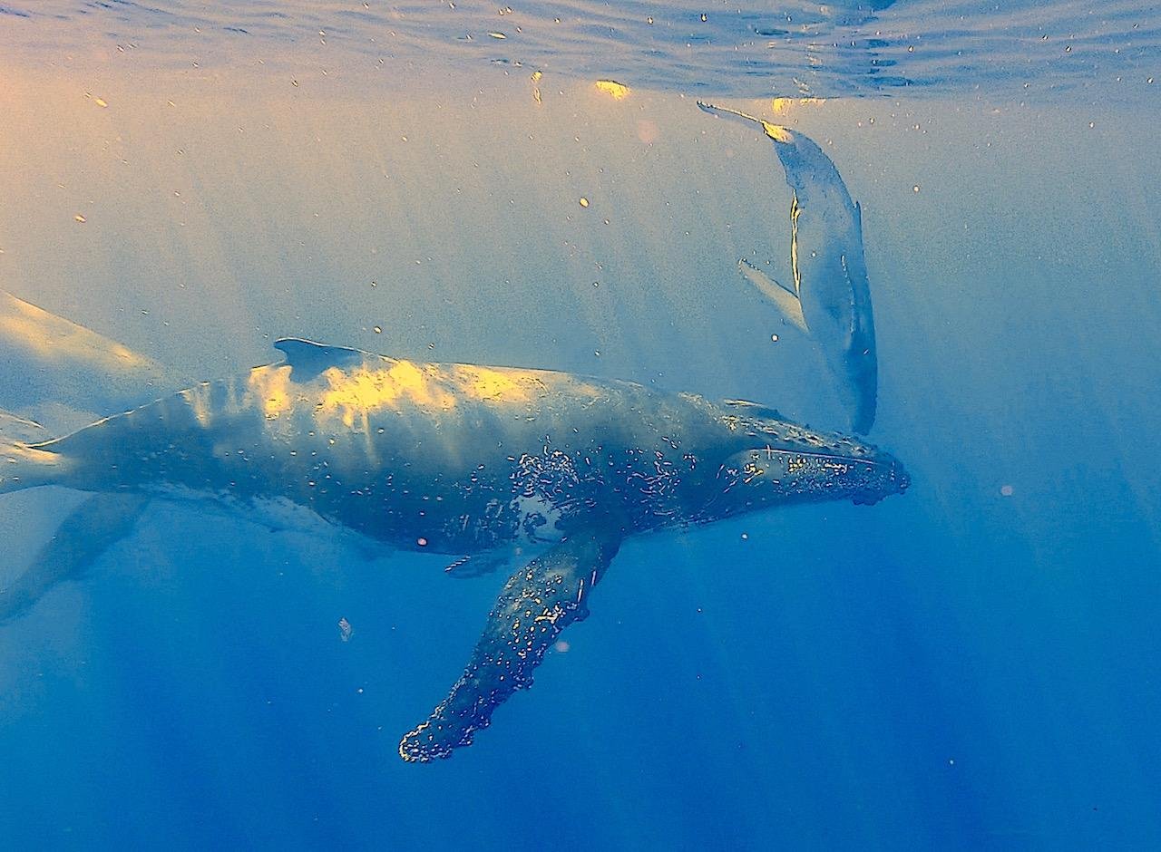 Reunion Island Wild Whale and Dolphin Snorkeling Tour
