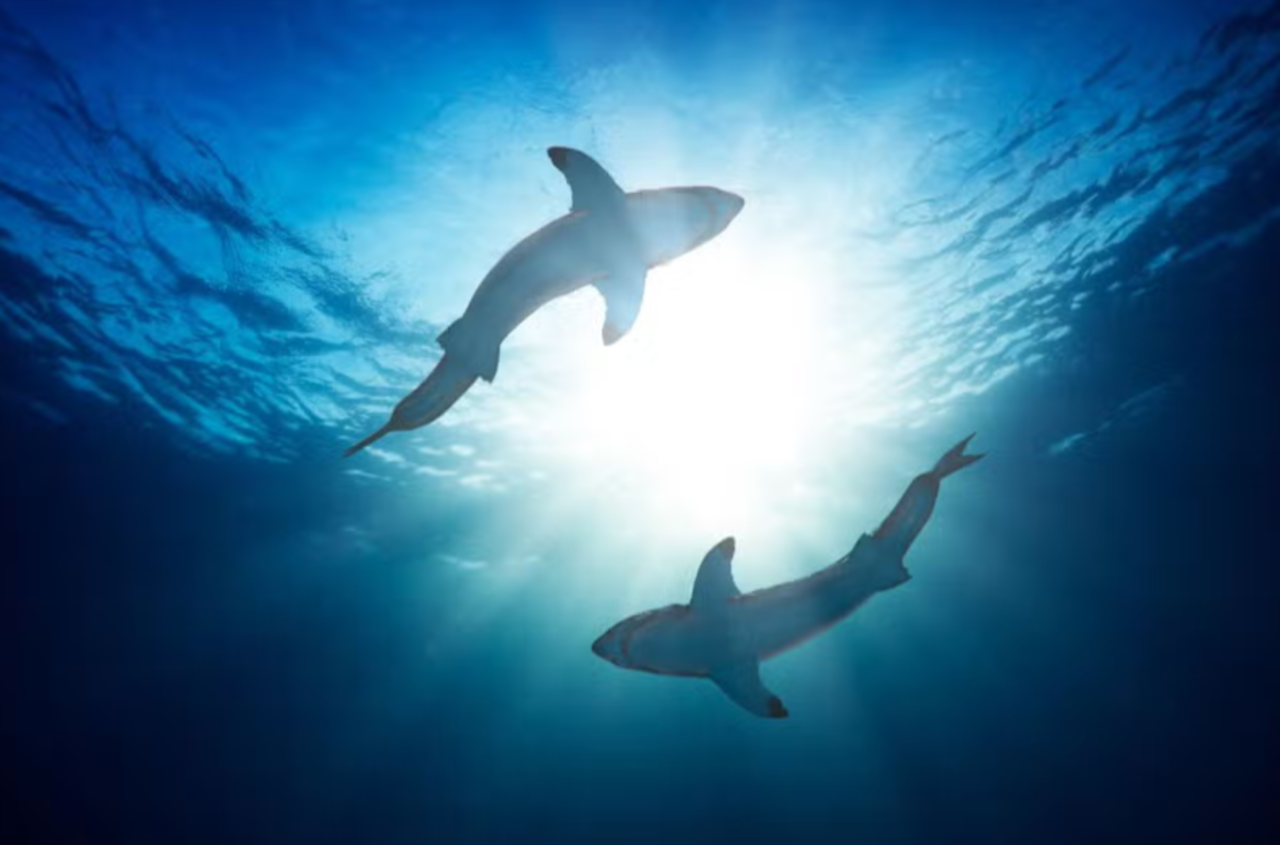 Private Advanced Shark Diving Experience