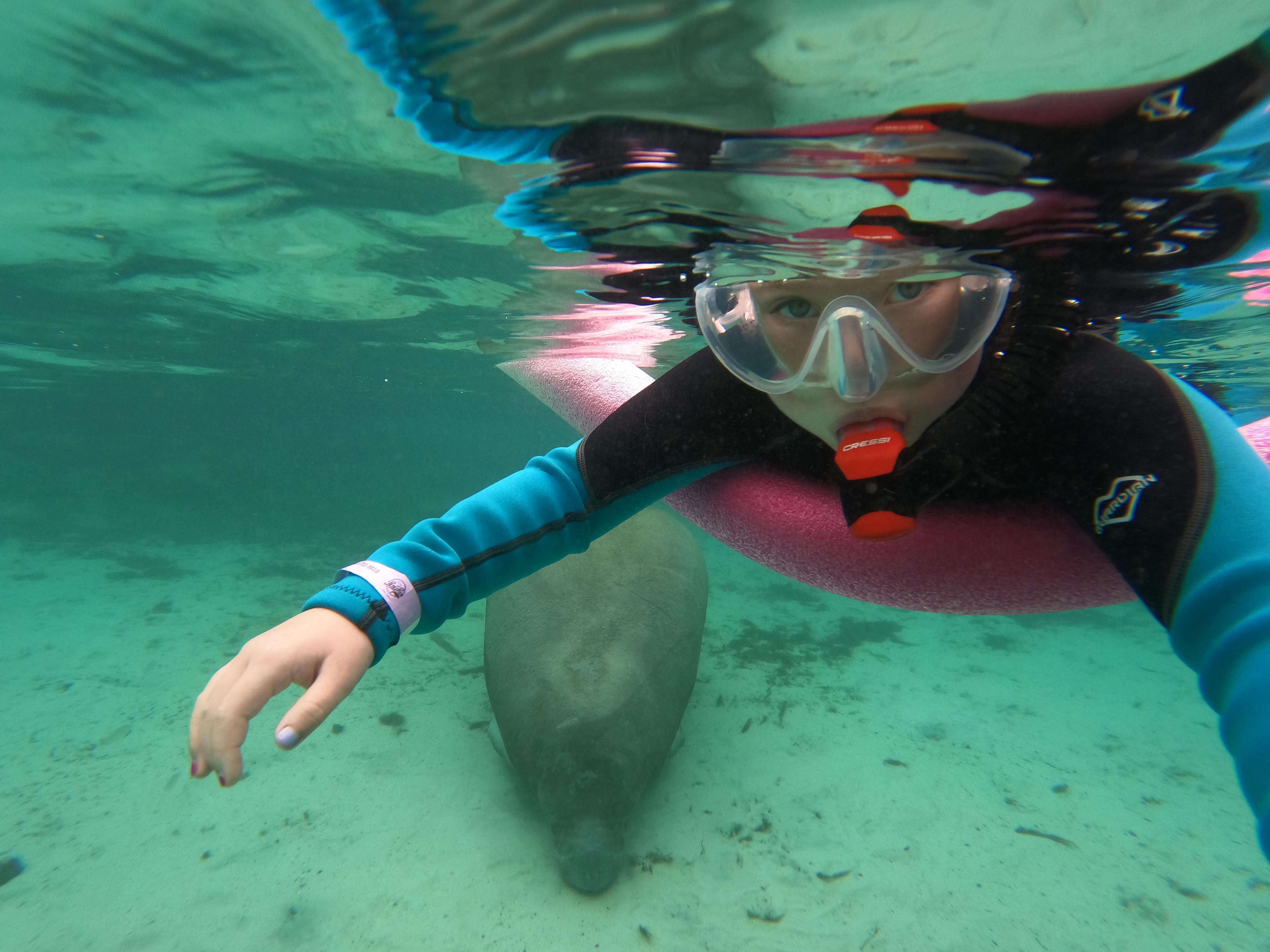 Wetsuited swimmer underwater beside a manatee
