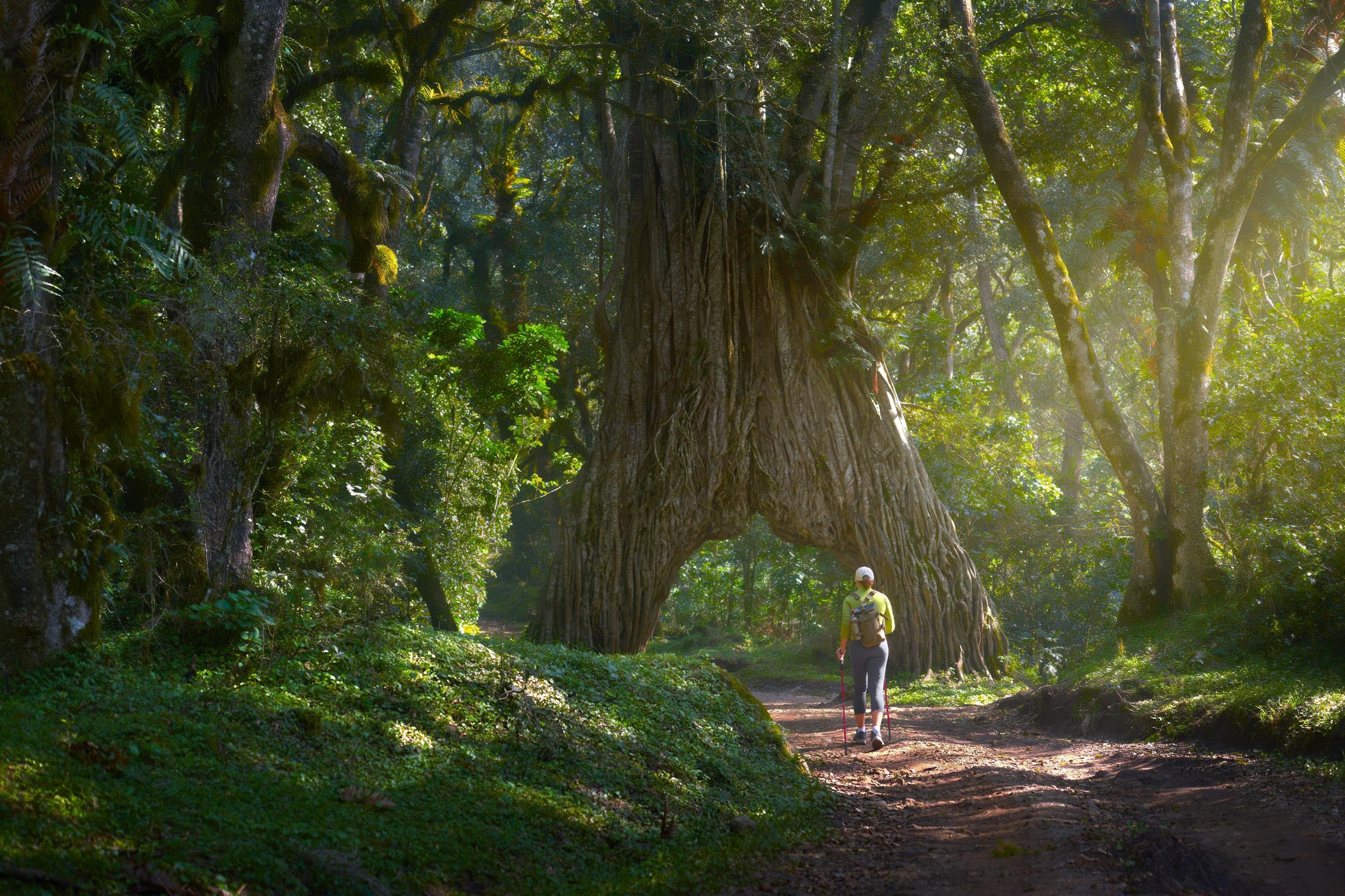 Arusha National Park: Full-Day Walking & Driving Safari