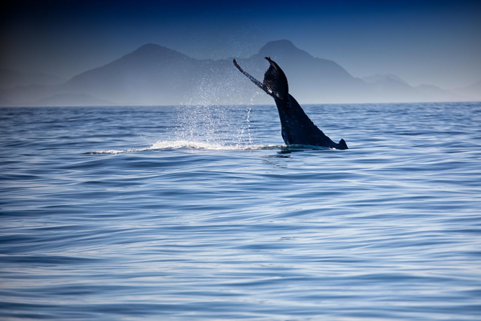 Rio de Janeiro Whale Watching Speedboat Adventure
