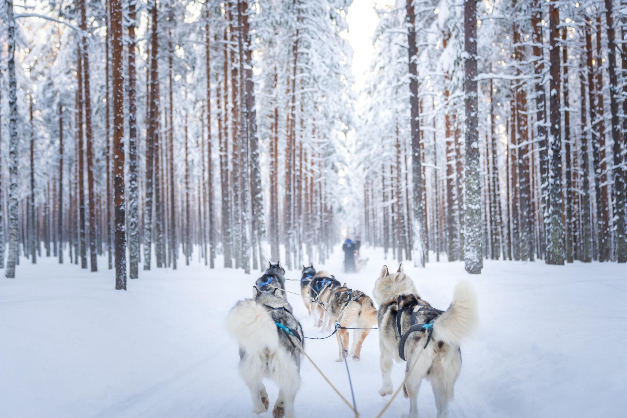 Rovaniemi Husky Safari: Drive Your Own Team & Lapland BBQ
